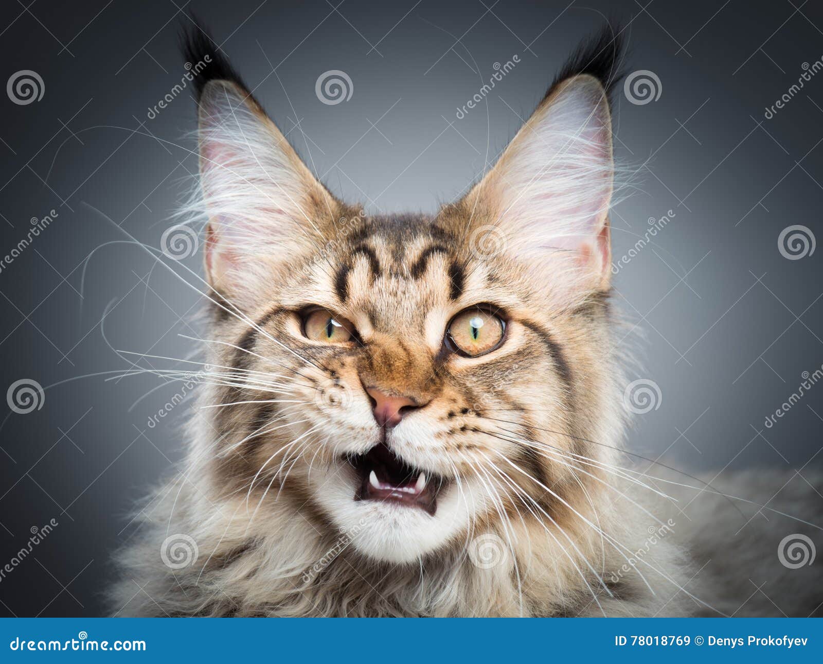 portrait of maine coon cat