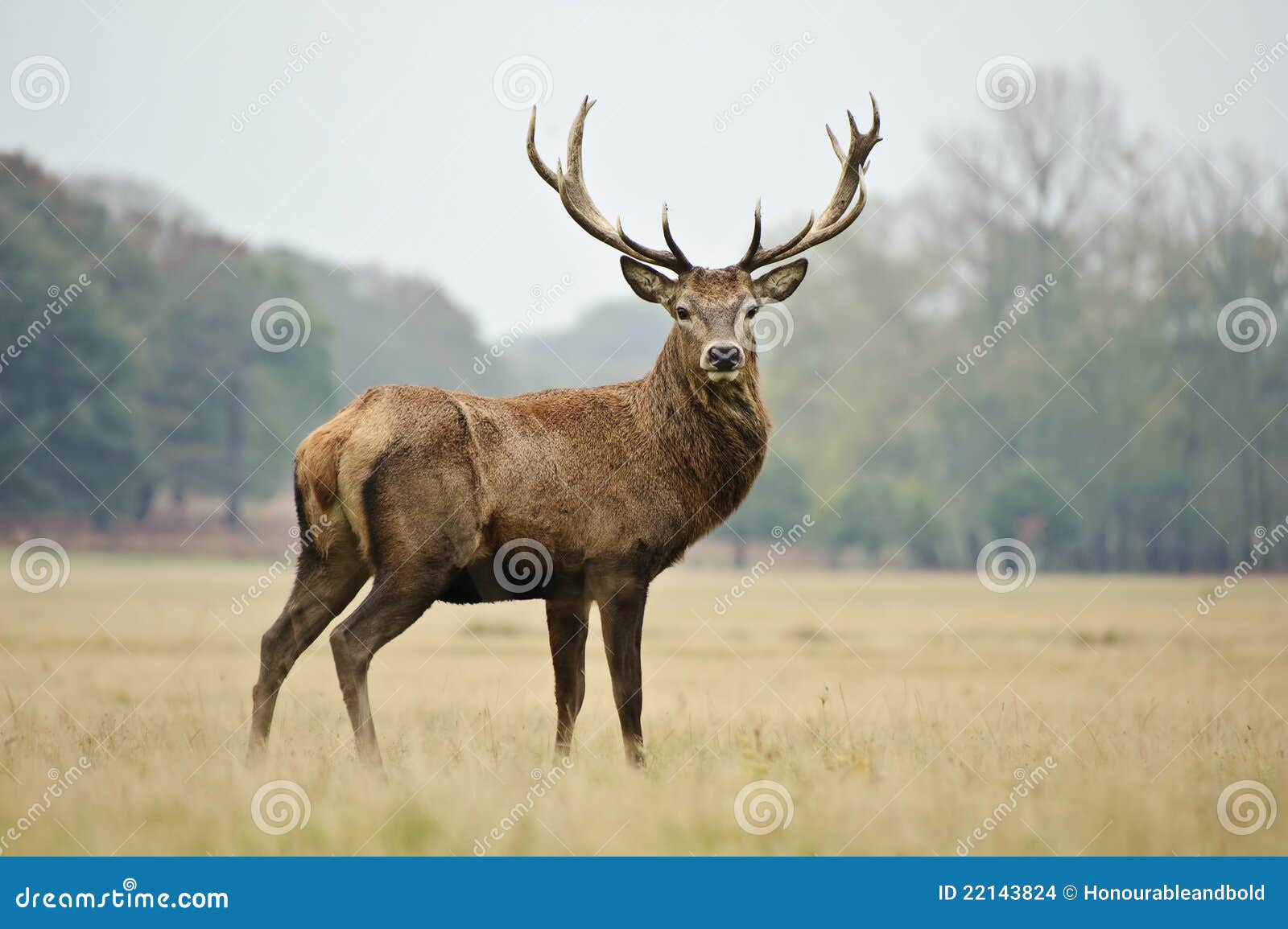 portrait of majestic red deer stag in autumn fall