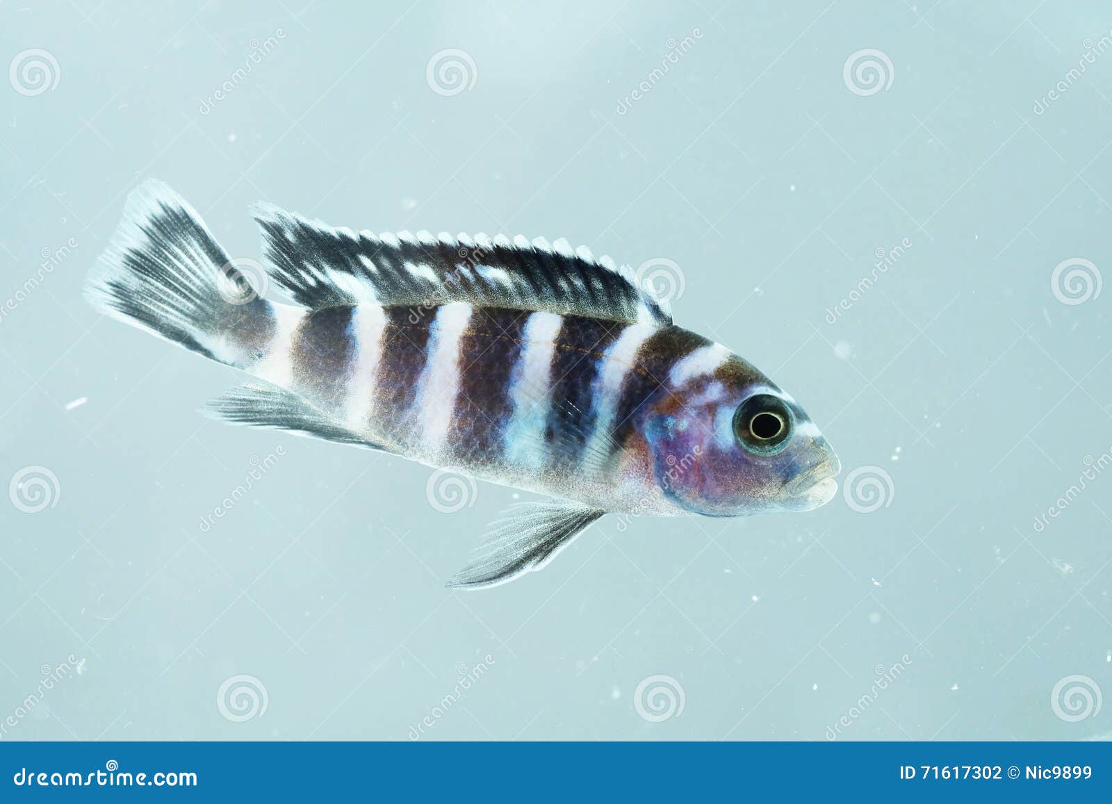 pregnant red zebra cichlid pregnant red zebra cichlid