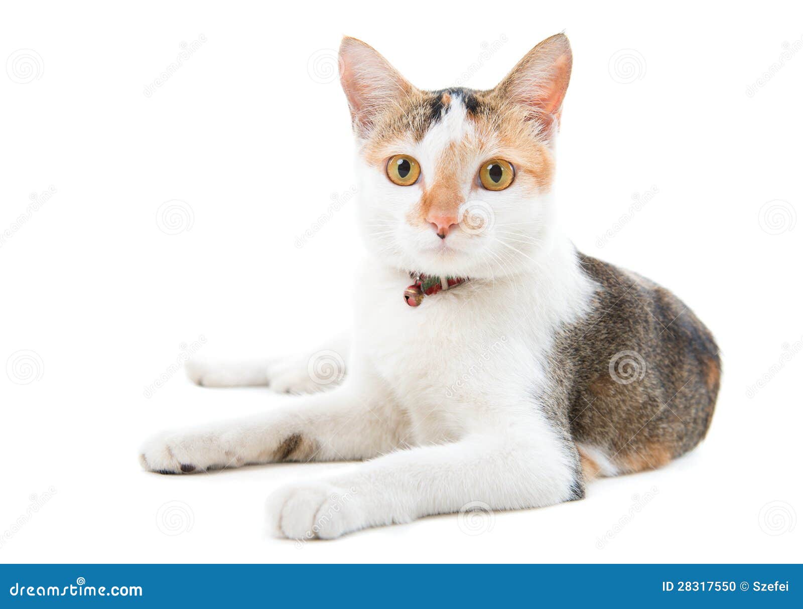 Portrait Malaysian Short Haired Cat Stock Photo Image of cute, body 28317550