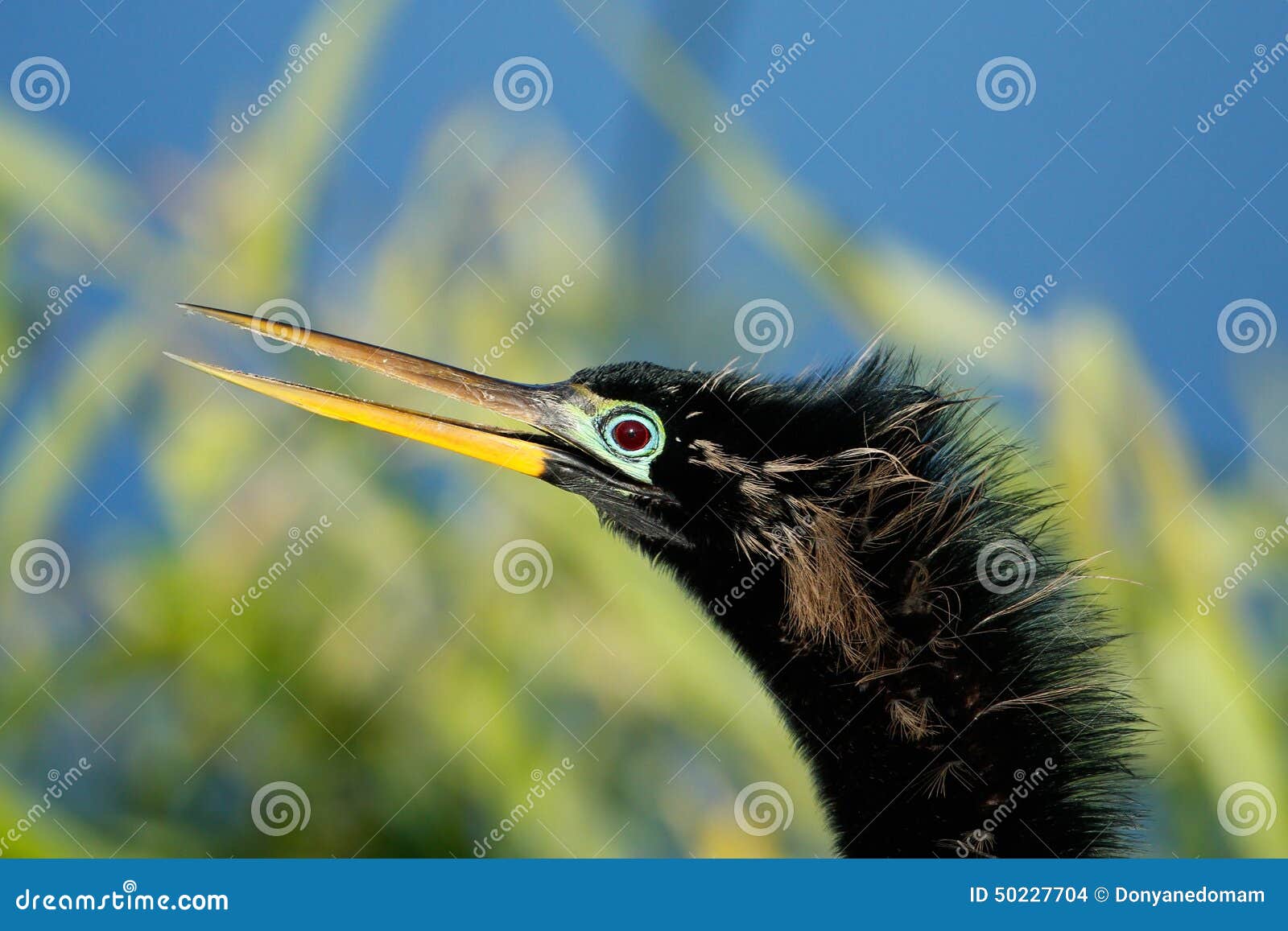 Portrait of Male Anhinga in Breeding Colors Stock Photo - Image of ...