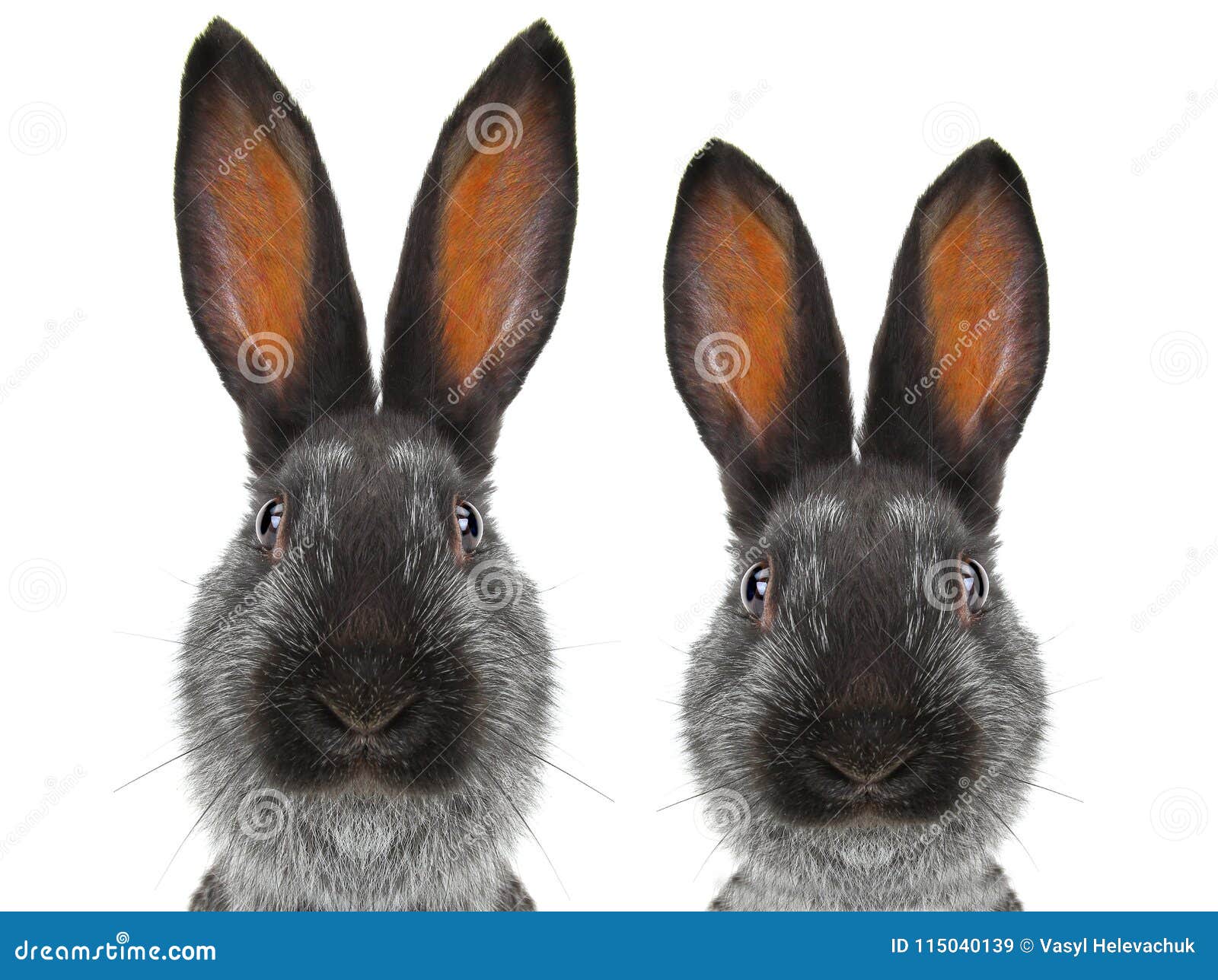 male or female rabbits as pets