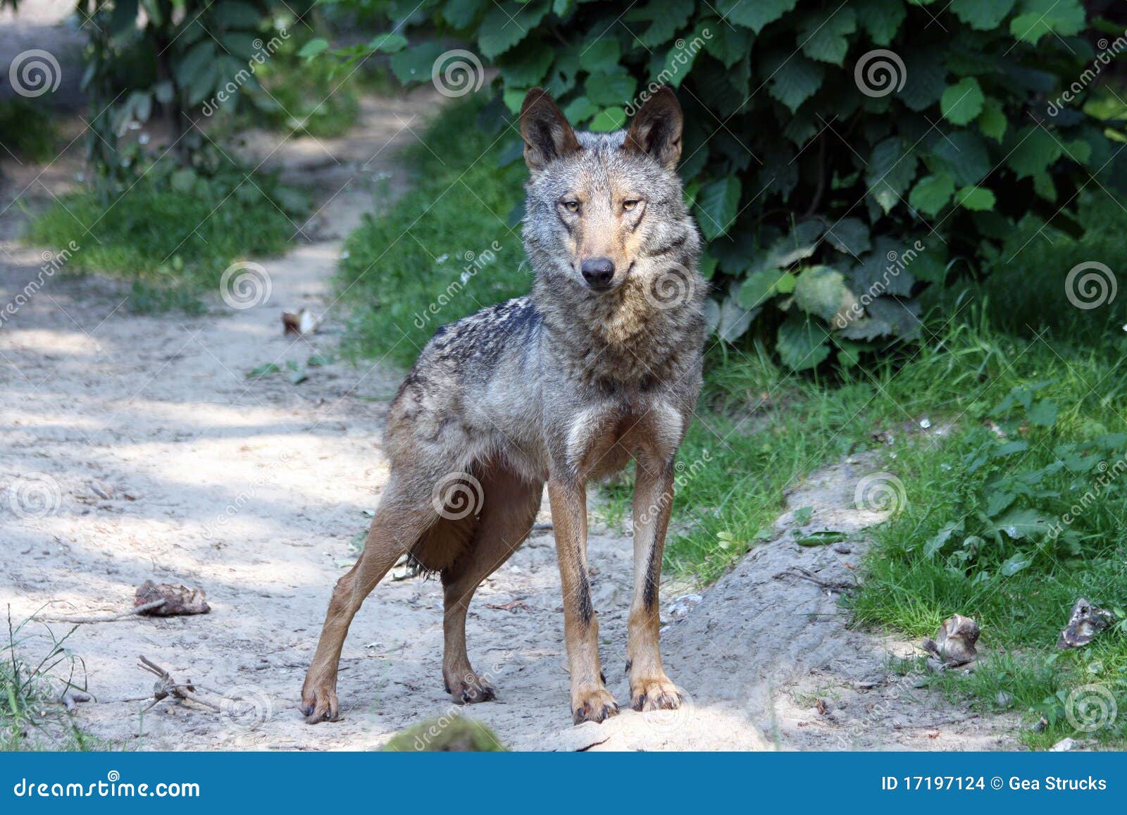 portrait of a male iberian wolf