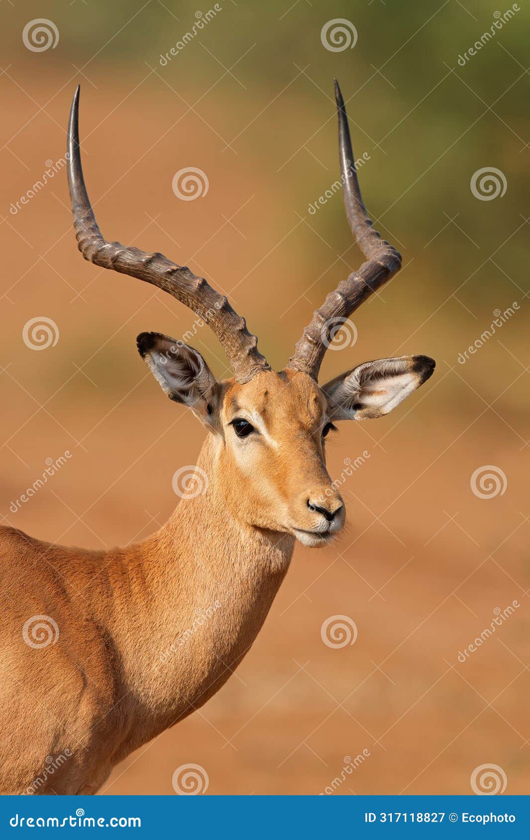 portrait of a male impala antelope, kruger national park, south africa