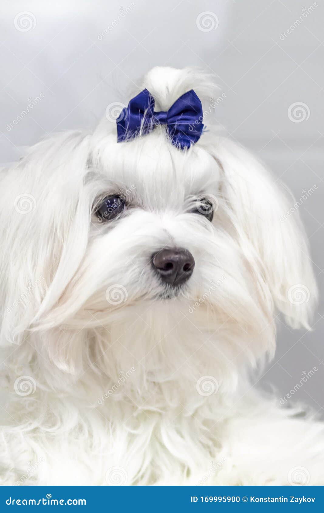 Portrait Maltese Lapdog with Blue Bow on His Head. Close-up Portrait Small  White Dog with Long Hair Stock Photo - Image of closeup, close: 169995900