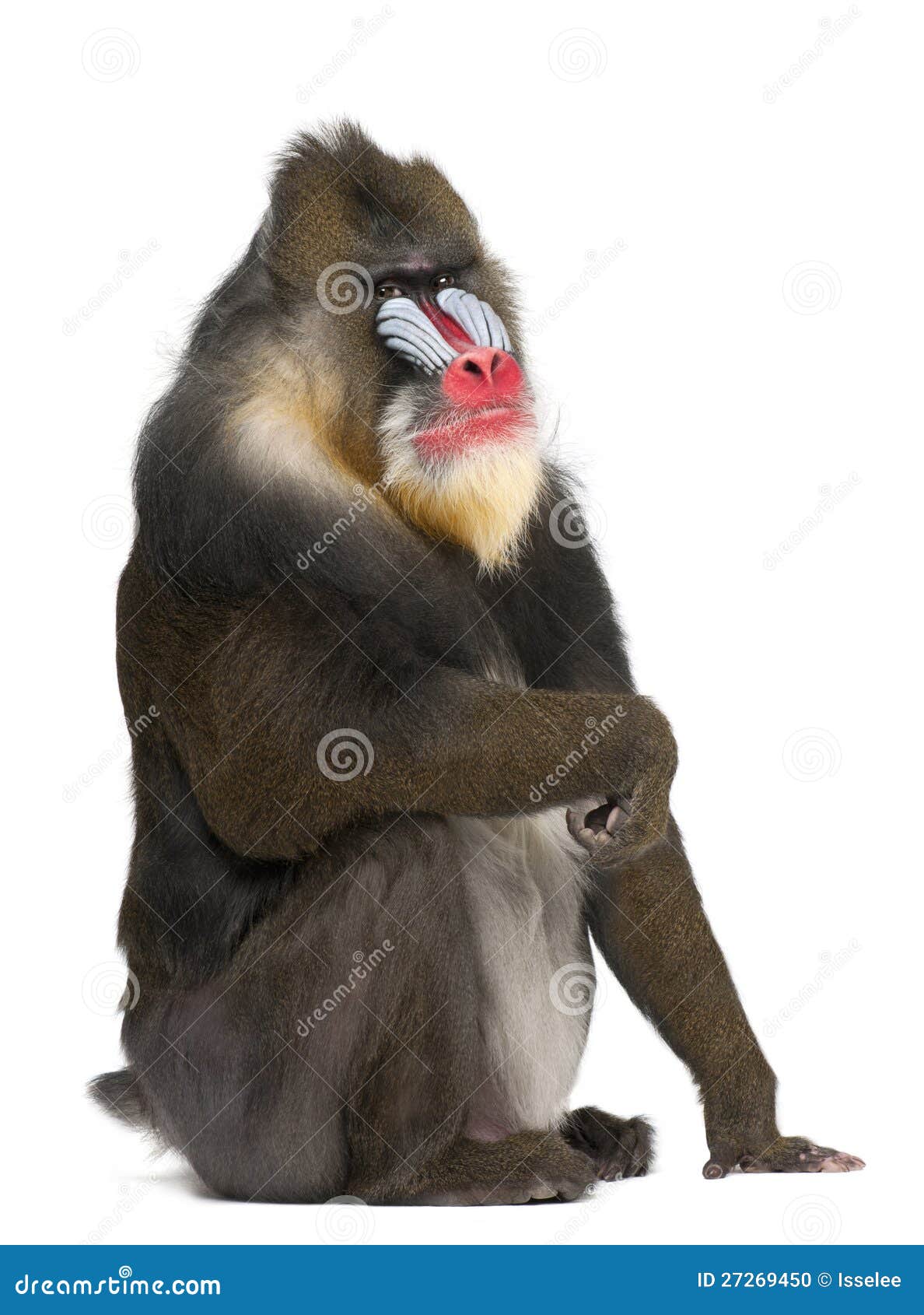 portrait of mandrill, mandrillus sphinx, primate