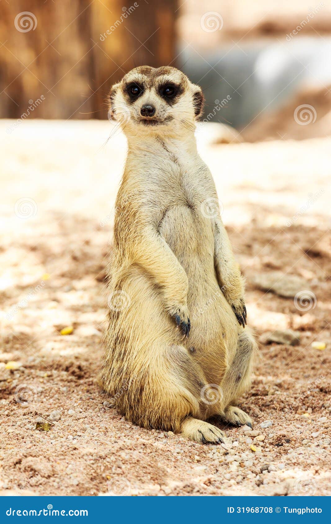 portrait of meercat