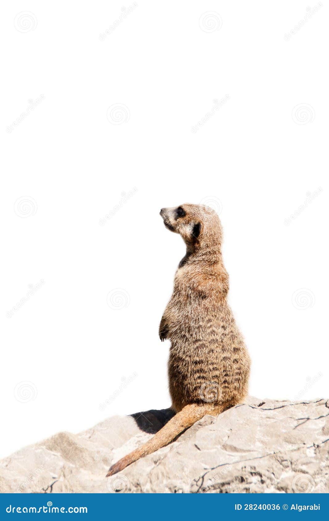 portrait of a meerkat
