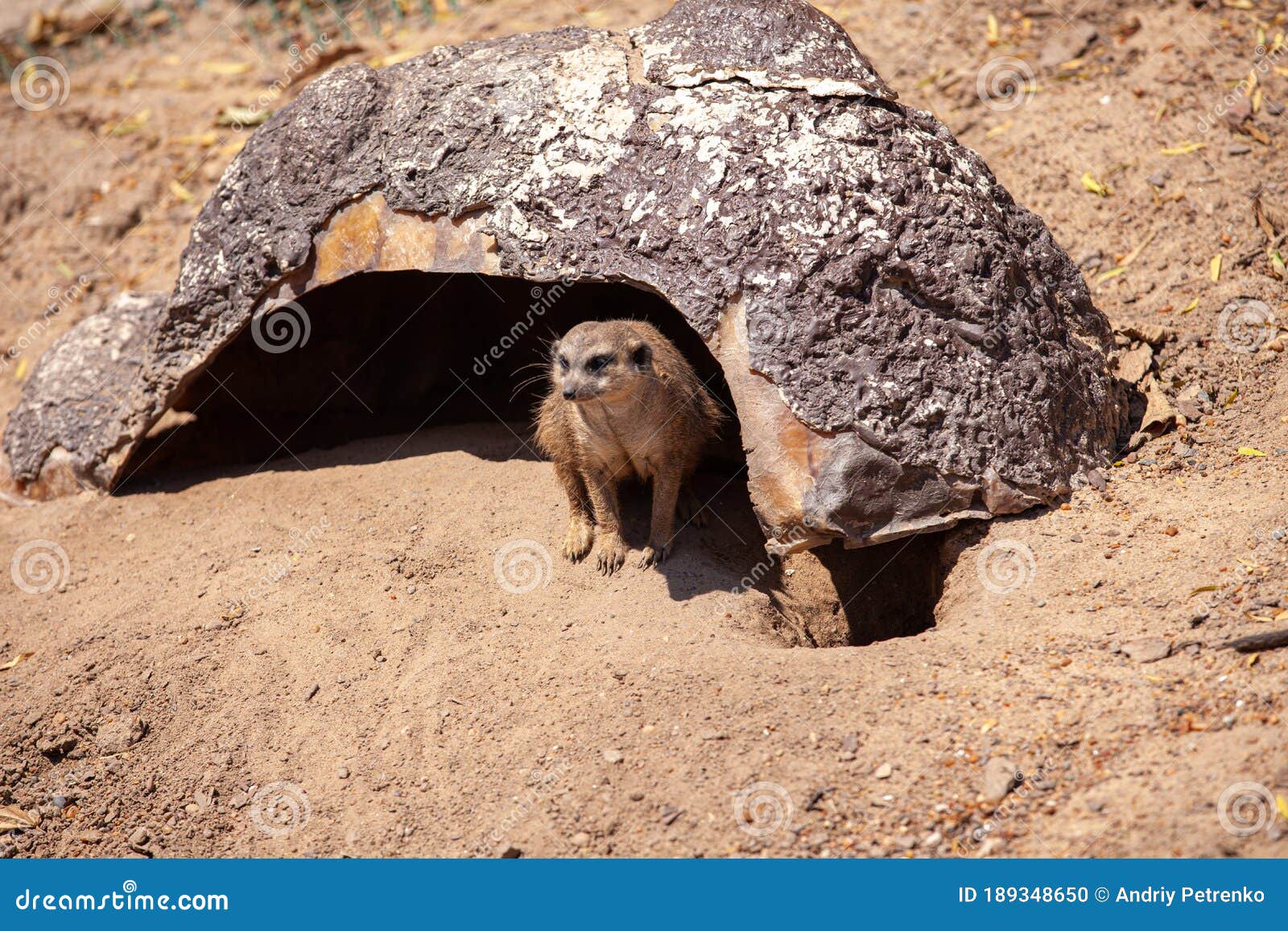 Meerkat Suricata Suricatta, African Native Animal Stock Photo - Image of outdoors, face: 189348650 Meerkat Suricata Suricatta, African Native Animal Stock Photo - Image of outdoors, face: 189348650