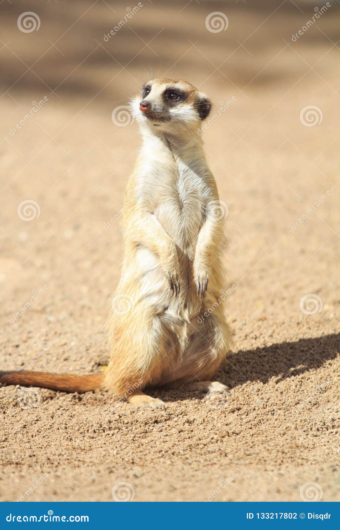 portrait of meerkat suricata suricatta, african native animal, small carnivore