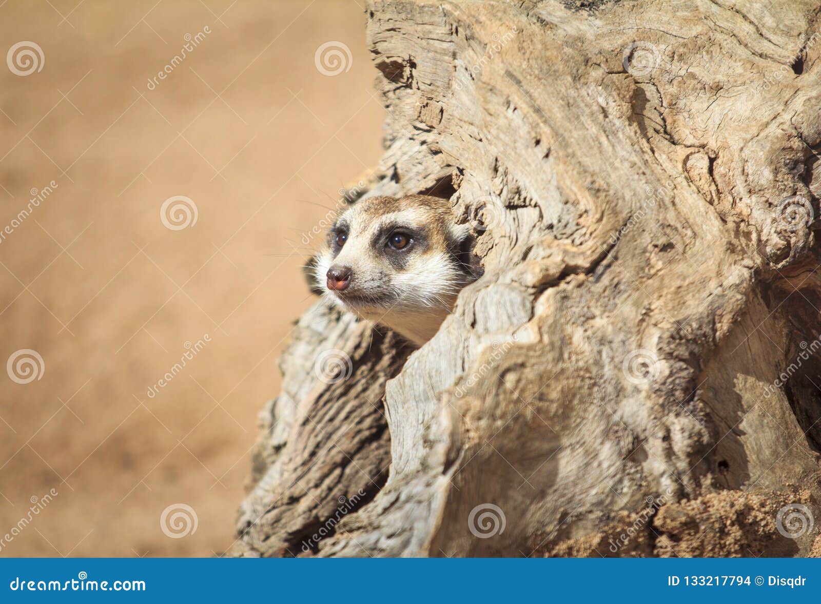 portrait of meerkat suricata suricatta, african native animal, small carnivore