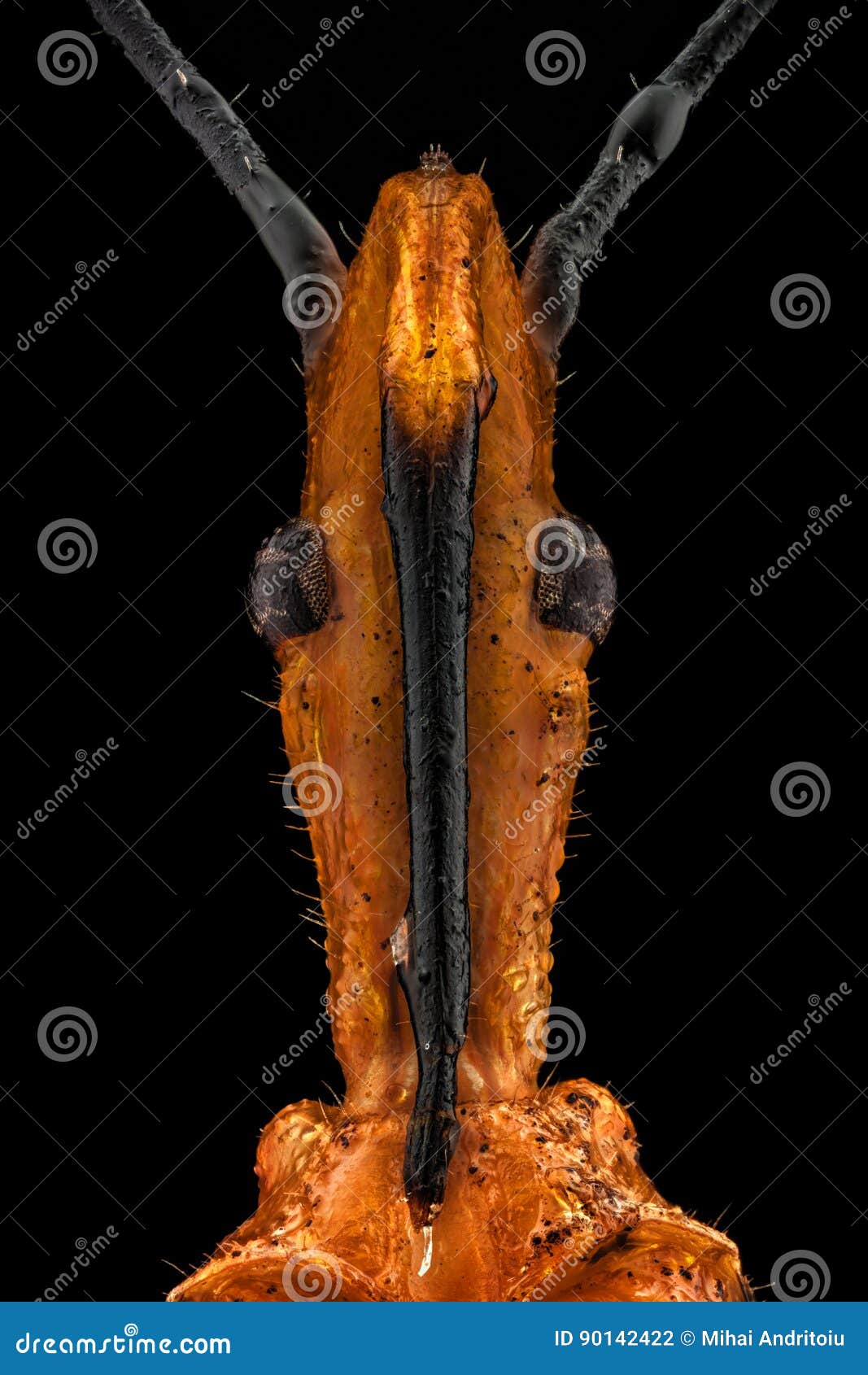 https://thumbs.dreamstime.com/z/portrait-milkweed-assassin-bug-extreme-macro-zelus-annulosus-considered-its-potential-as-90142422.jpg
