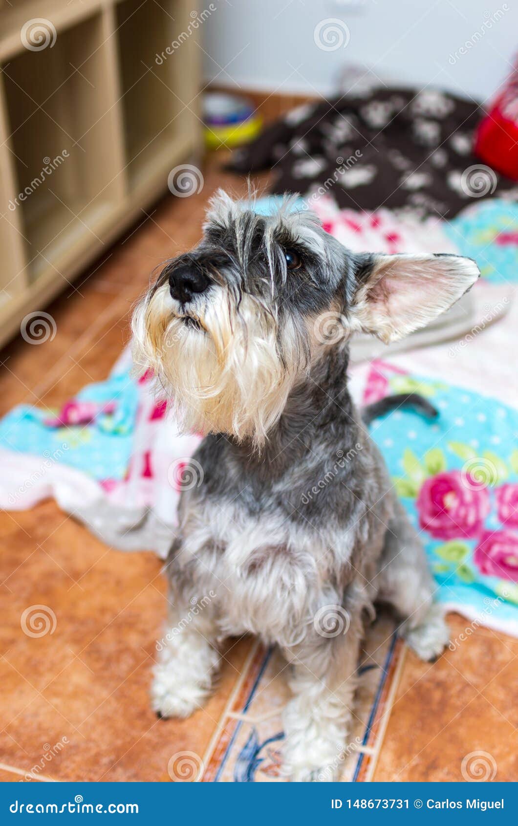 Portrait Of A Schnauzer At Home Stock 