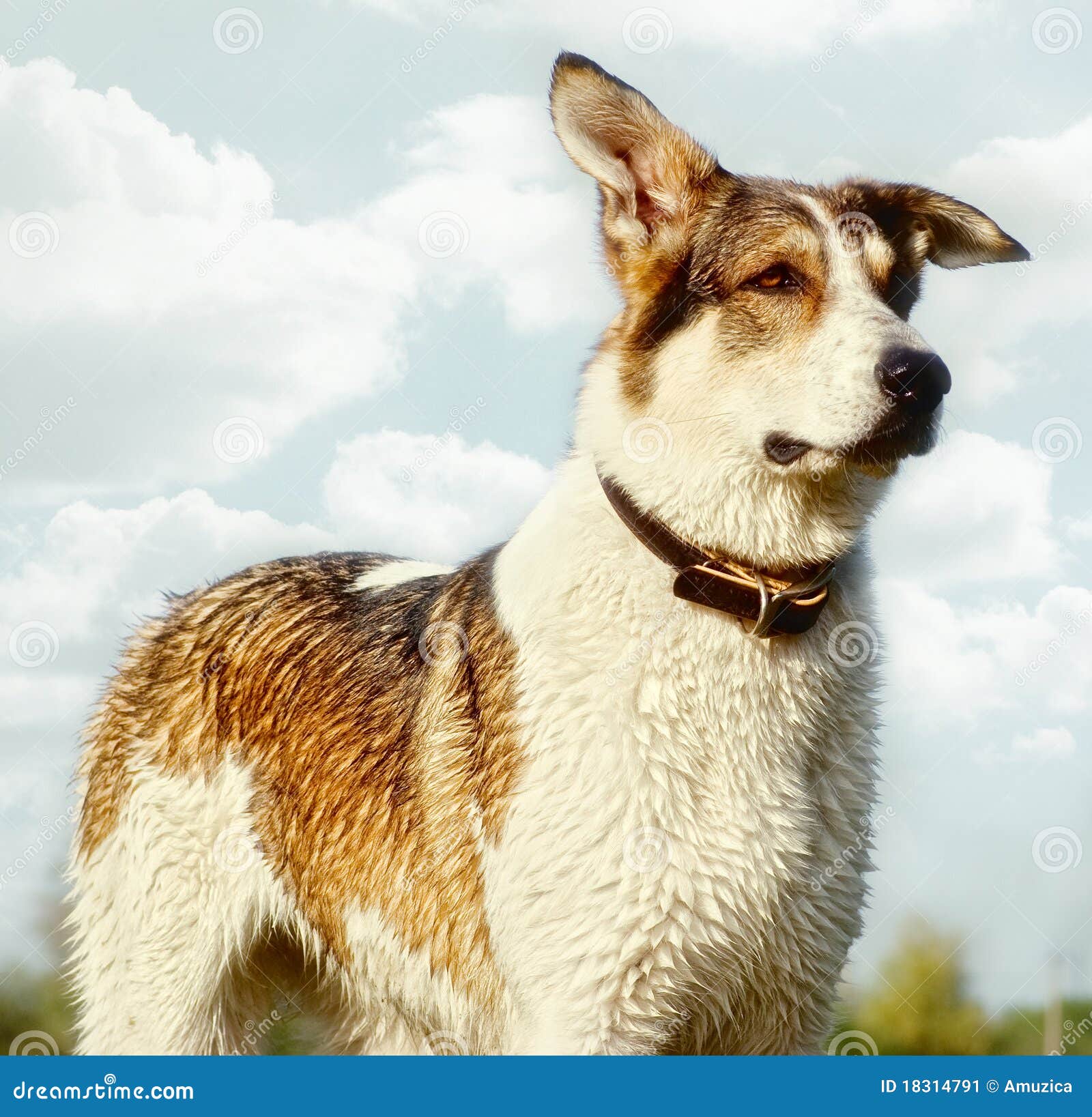 Portrait of a Mixed Breed Dog Stock Image Image of mixed, brown 18314791