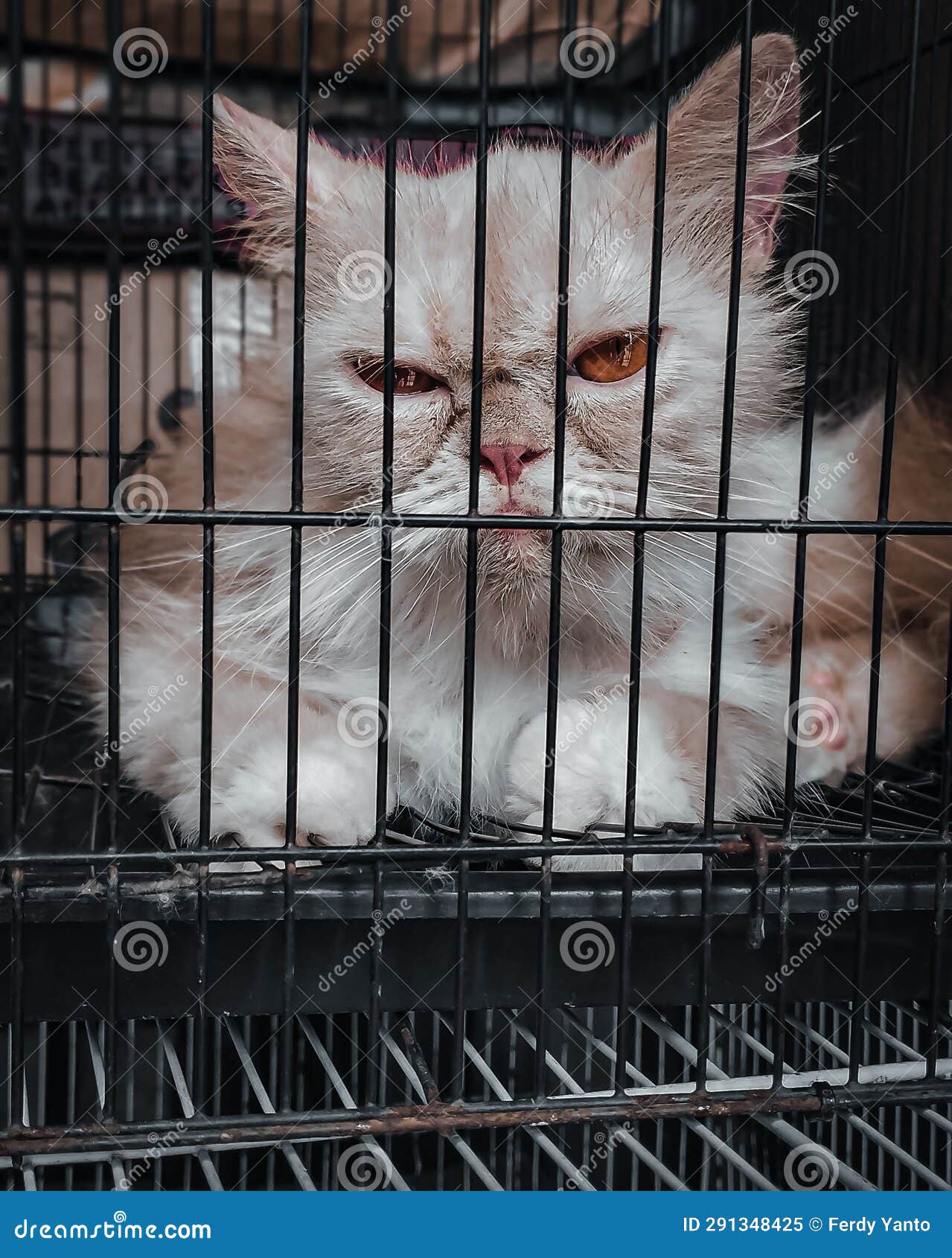 Portrait with a Model of a Snub-nosed Cat Relaxing in Its Cage Stock ...