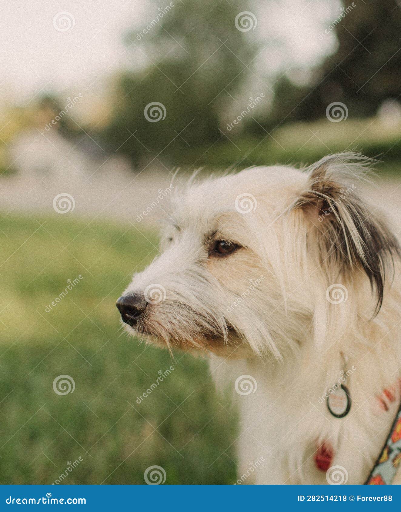 portrait of a mongrel dog with white hair in a collar on a leash. concept of friendship, trust, love. looks delighted, funny.