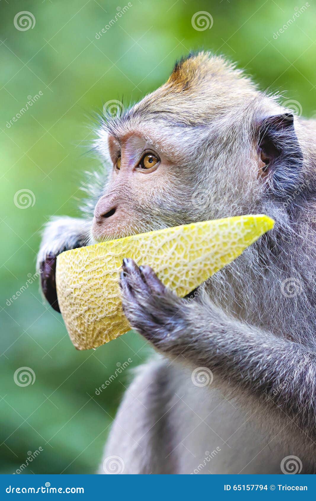 Portrait of Monkey Eating Melon Stock Photo Image of tourism