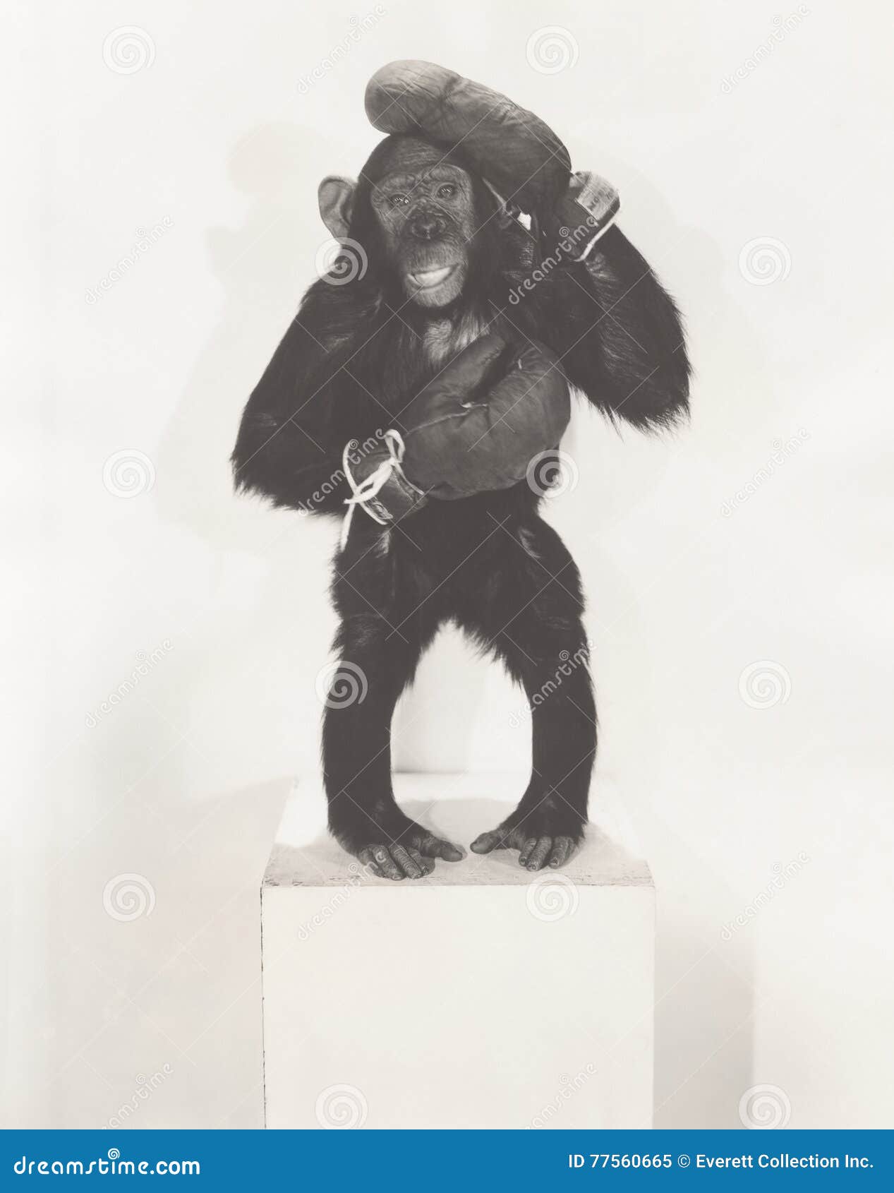 Boxing Monkey Stock Photos