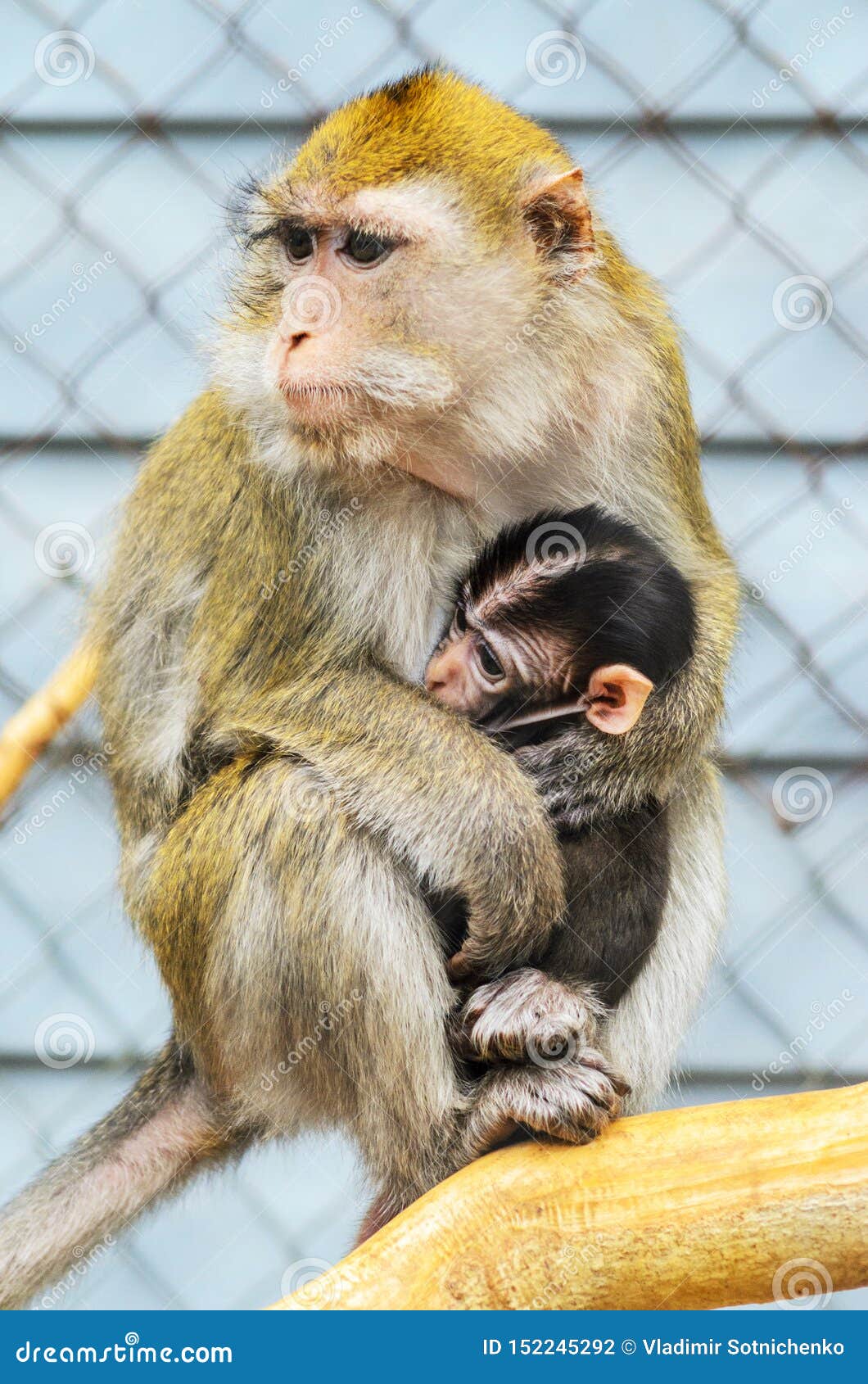 A Portrait Of Mother Monkey Feeding Her Baby Stock Photo Image Of Cute Cuddling