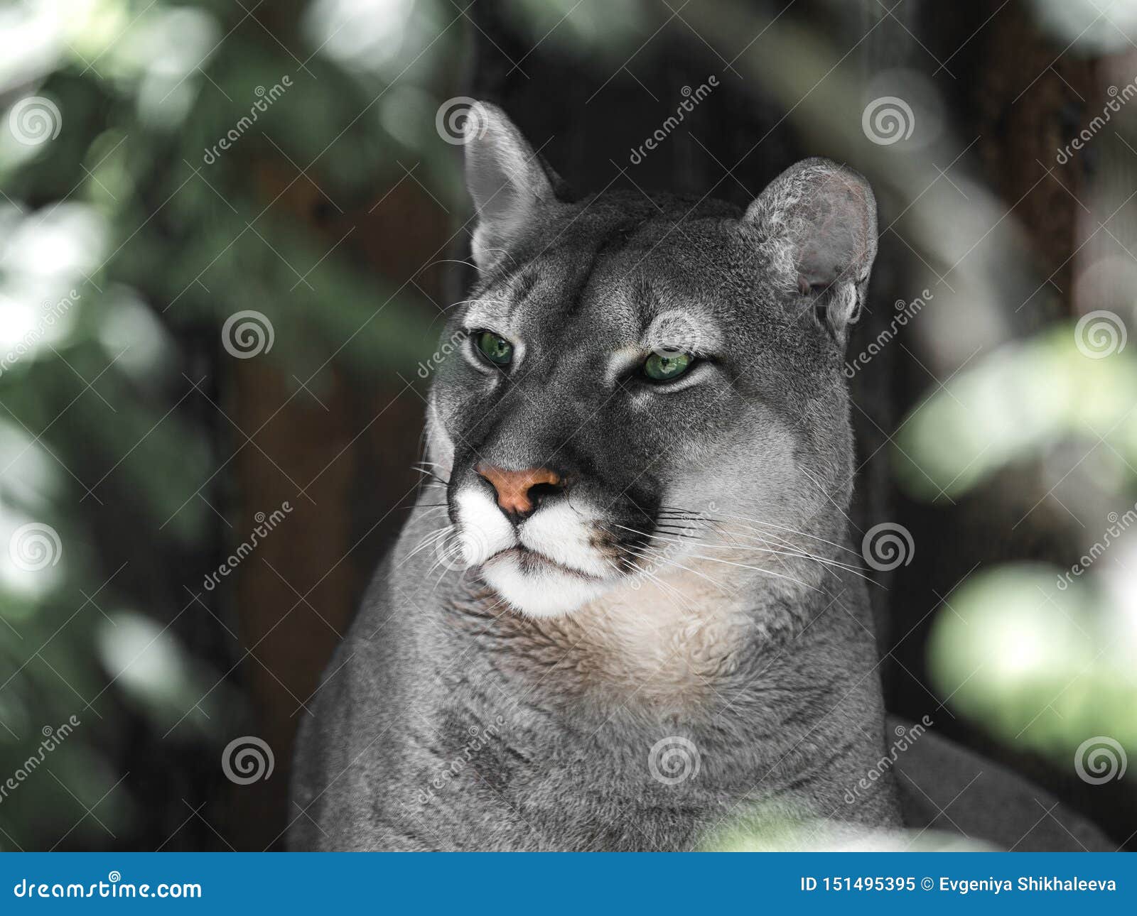 grey puma cat
