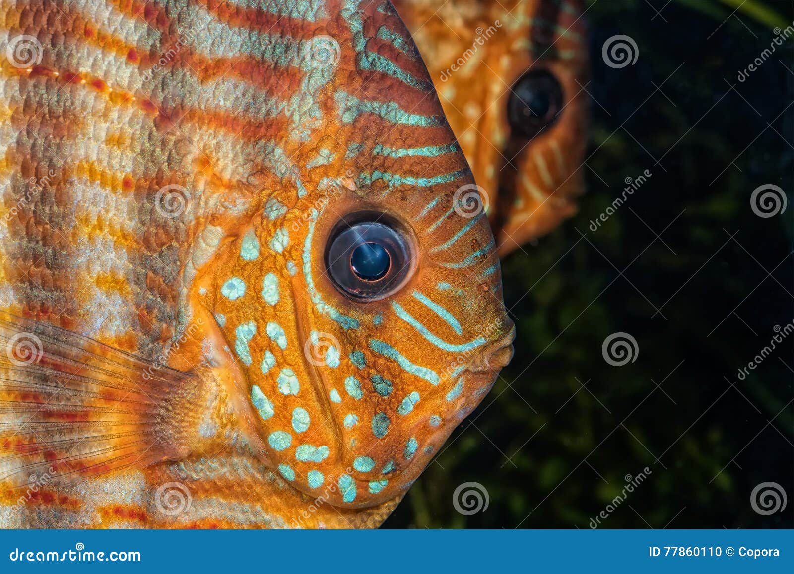 Portrait of Natural Discus Fish Stock Photo Image of nature, round