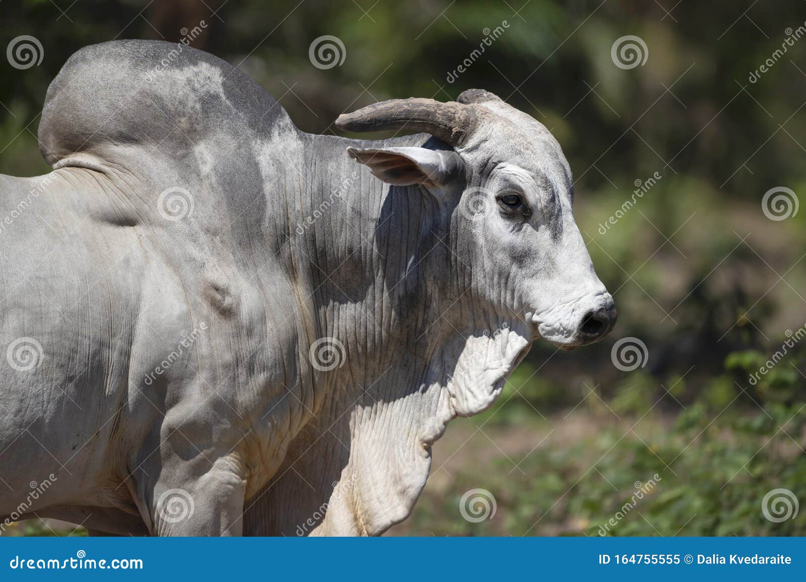 portrait of nelore bull in brazilian farm