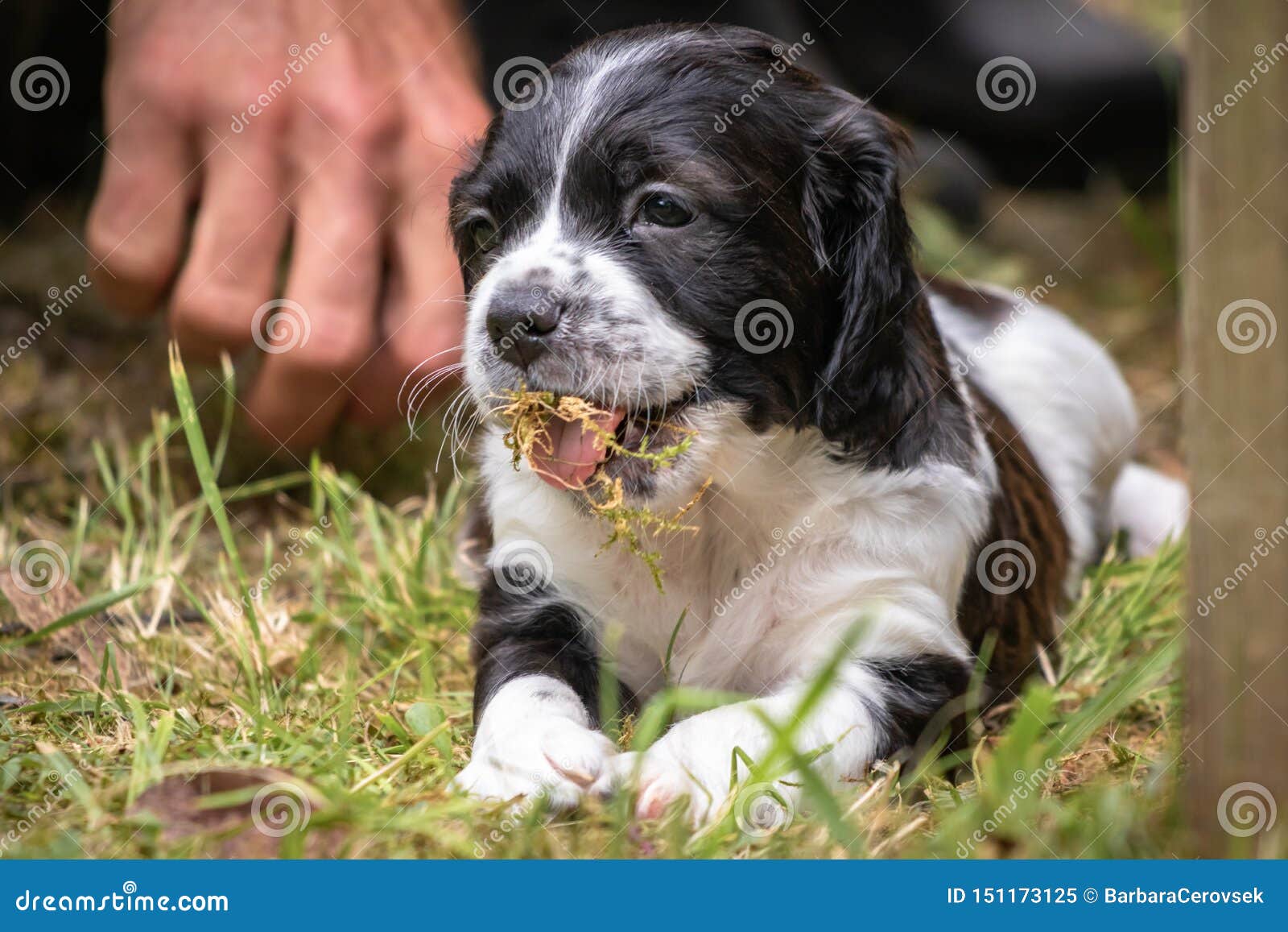 Portrait Noir Et Blanc Mignon Et Curieux De Chiot De Chien D Epagneul De Bretagne De Bebe Jouant Et Machant L Herbe Image Stock Image Du Enfant Mignon