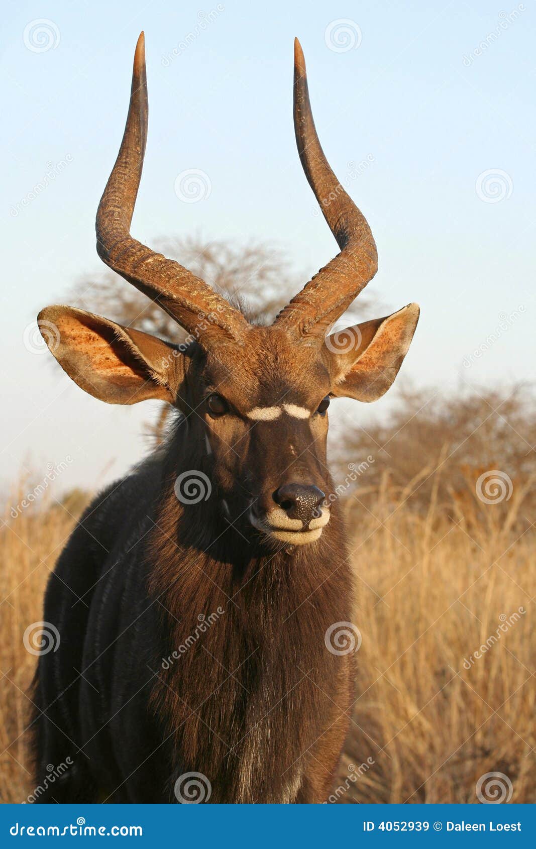 portrait of a nyala bull
