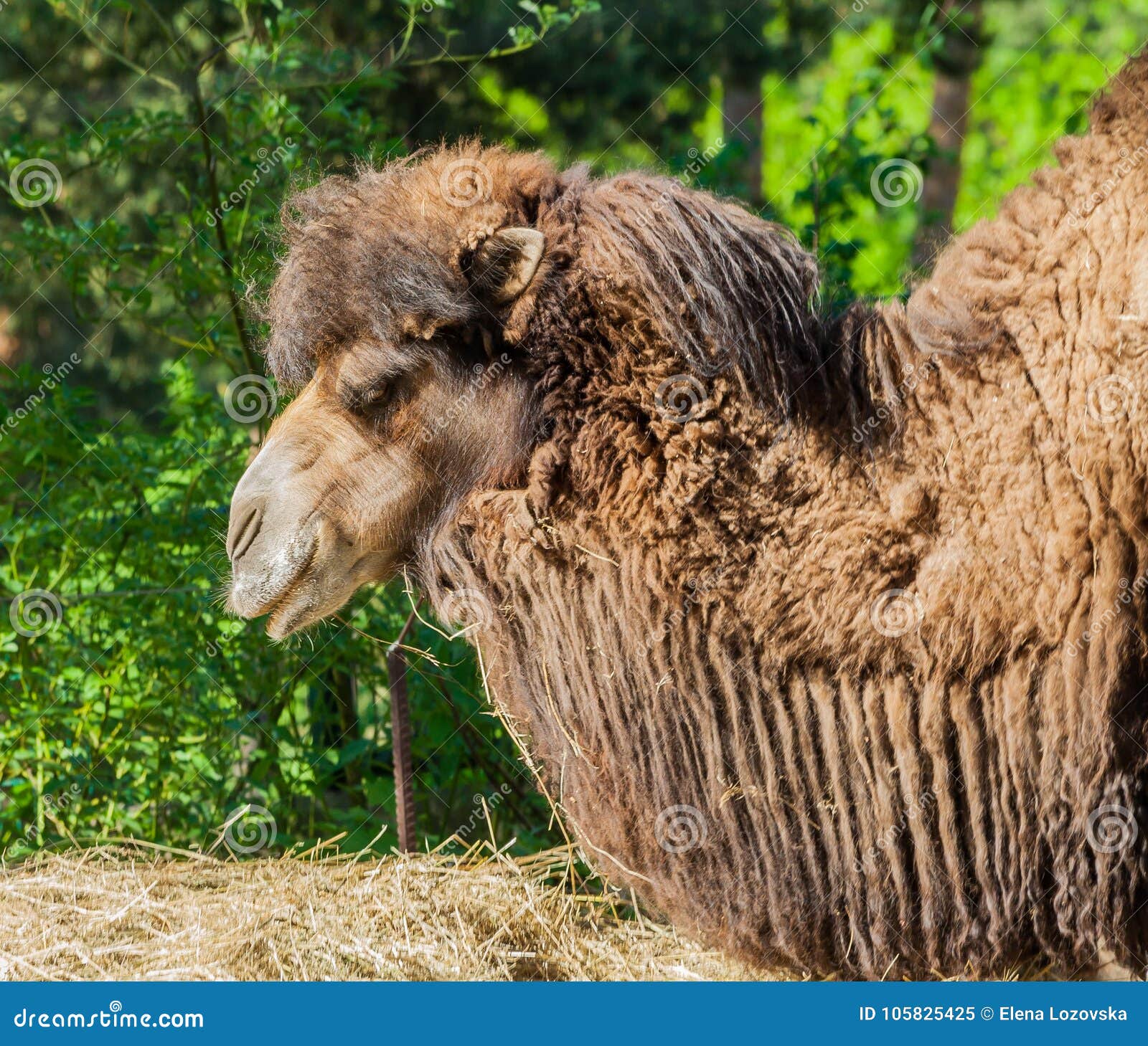 Portrait One Camel Dark Brown Color, Stock Image  Image of green