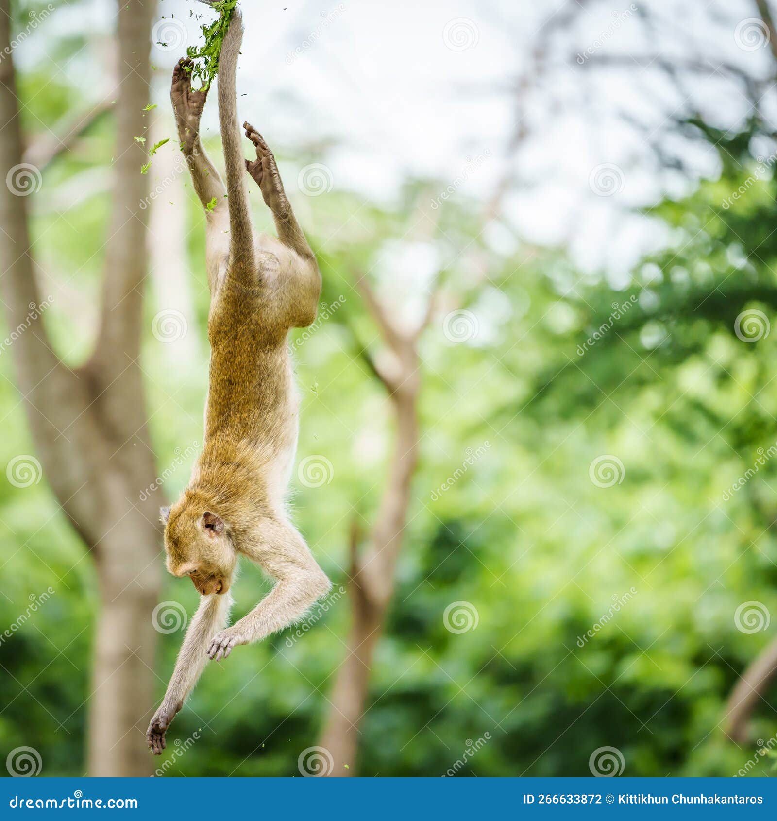 portrait, one monkey or macaca, its falls from a tree vertically in the eye of the earth`s gravity, upside down and dangerous.