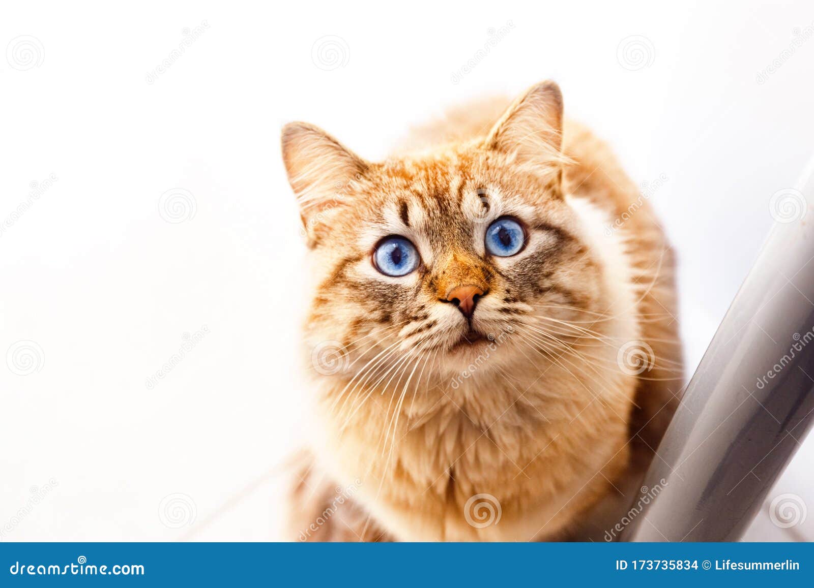 Portrait Of An Orange Cat With Light Blue Eyes Stock Photo Image Of Background Kitten