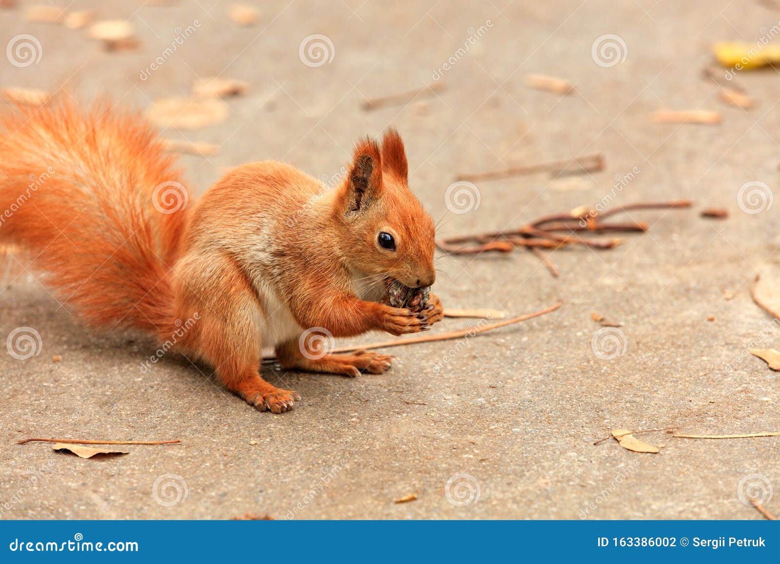 Portrait of an Orange Squirrel Who Found a Walnut and Nibbles it Stock