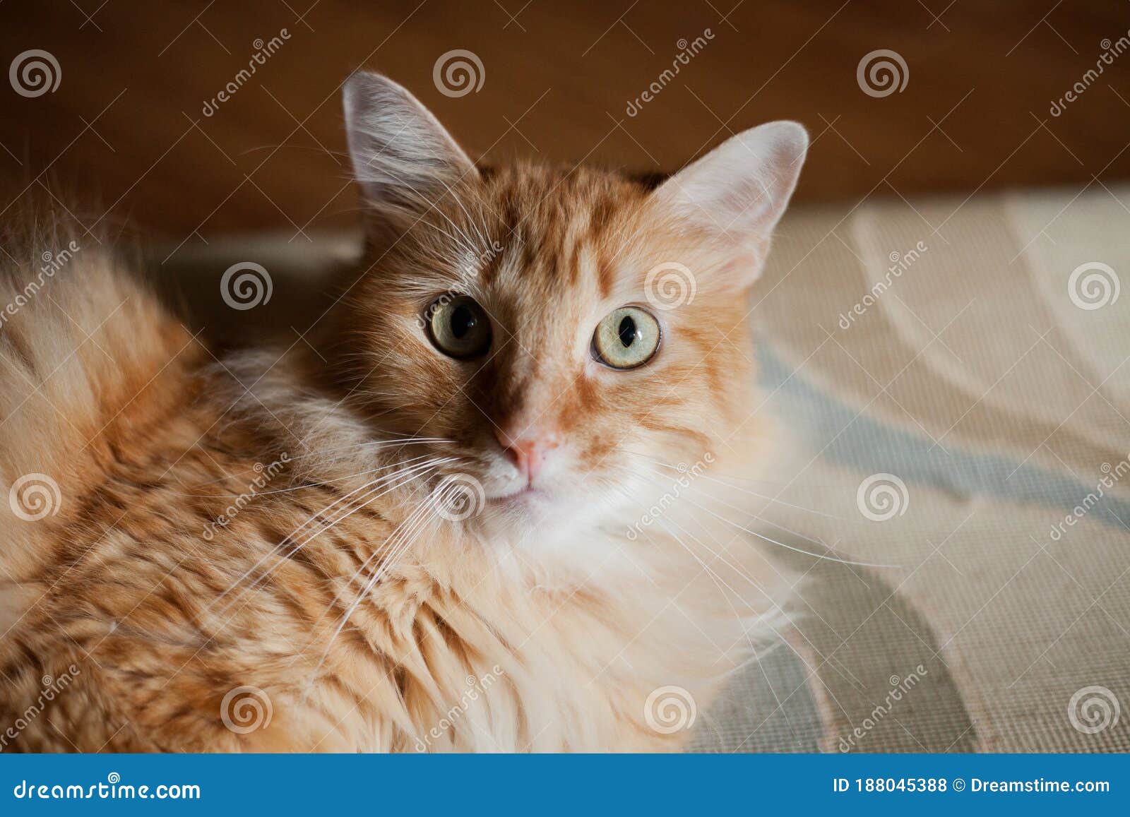 Portrait Of Orange Tabby Cat In Living Room Soft Background Stock Photo ...