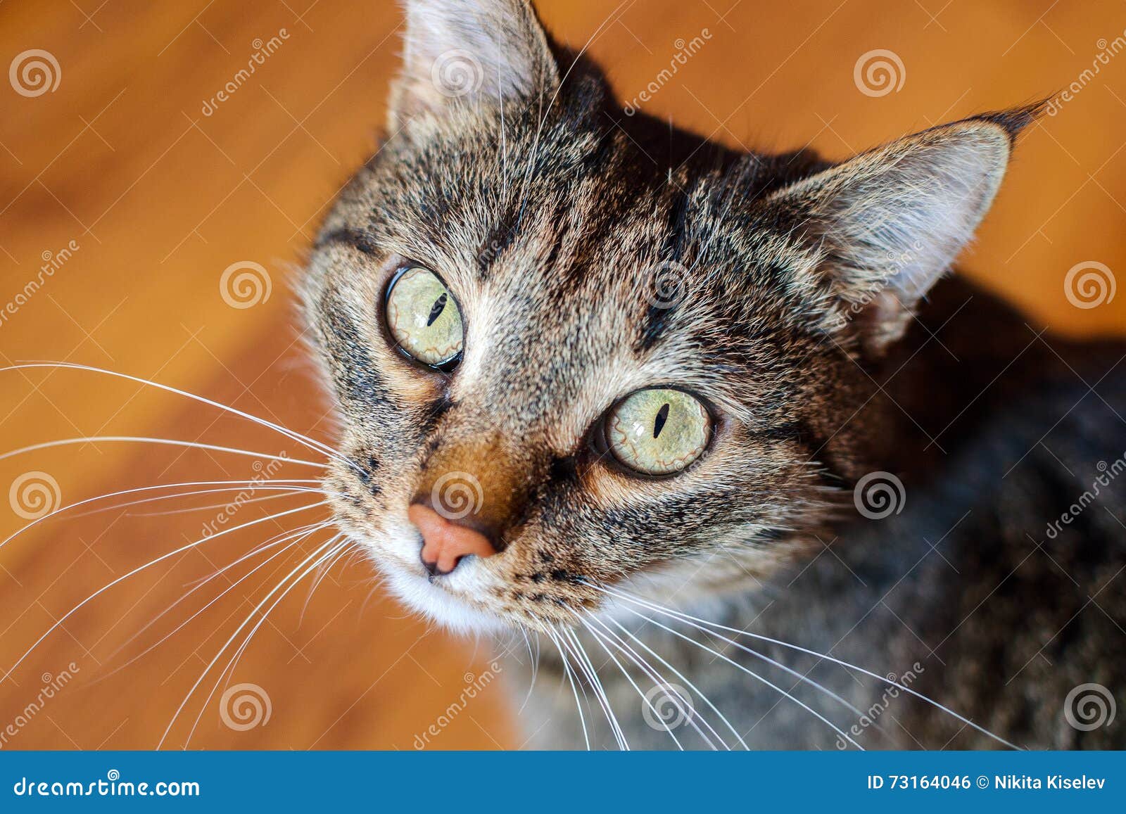 portrait of an ordinary cat