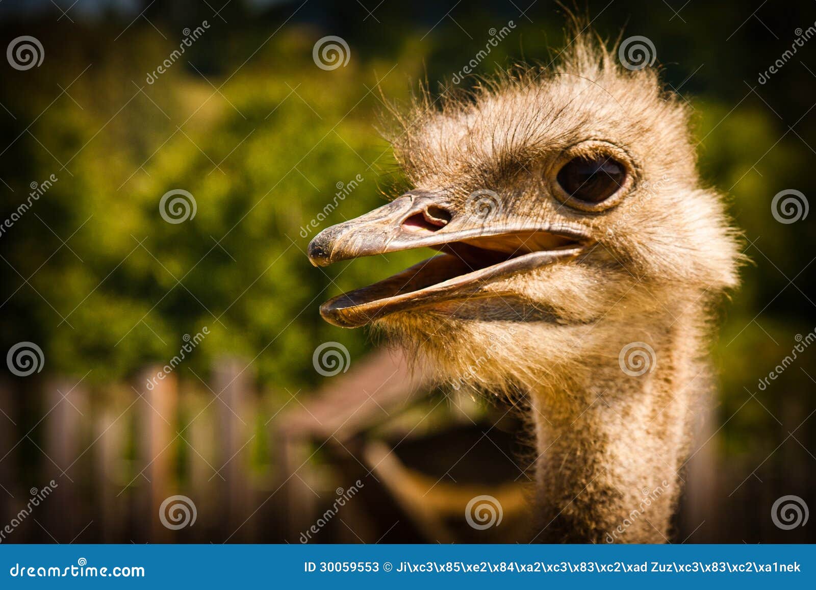 ostrich head closeup