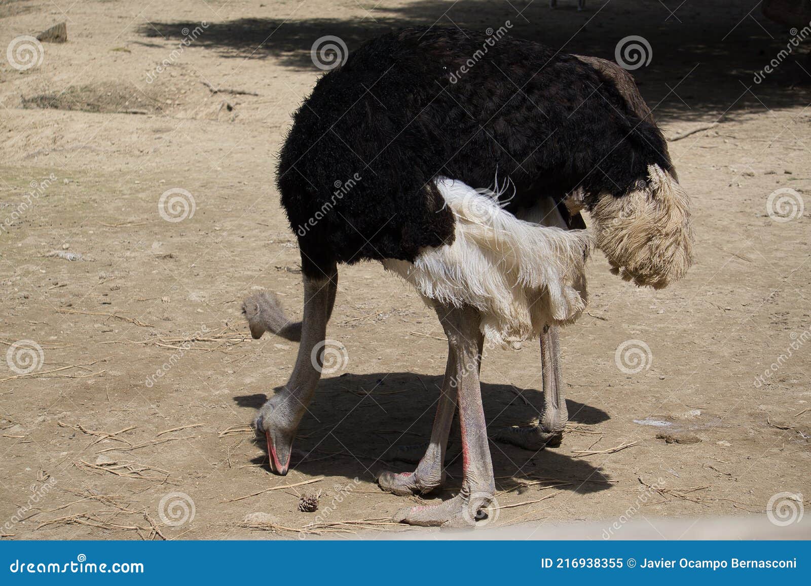 Portrait of Ostrich in the Field Eating Stock Image Image of holiday
