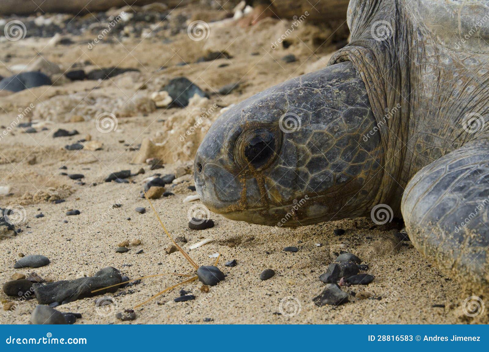 portrait of pacific green sea turtle in deserted beach