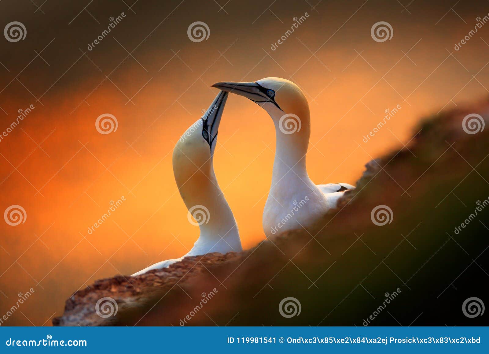431,660 Animal Love Stock Photos - Free & Royalty-Free Stock Photos from  Dreamstime