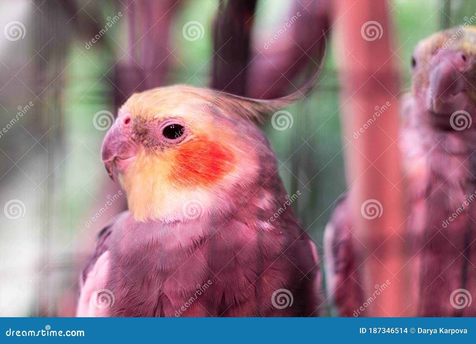 Portrait of a Parrot in a Cage. Beautiful Yellow Gray Parrot with Red