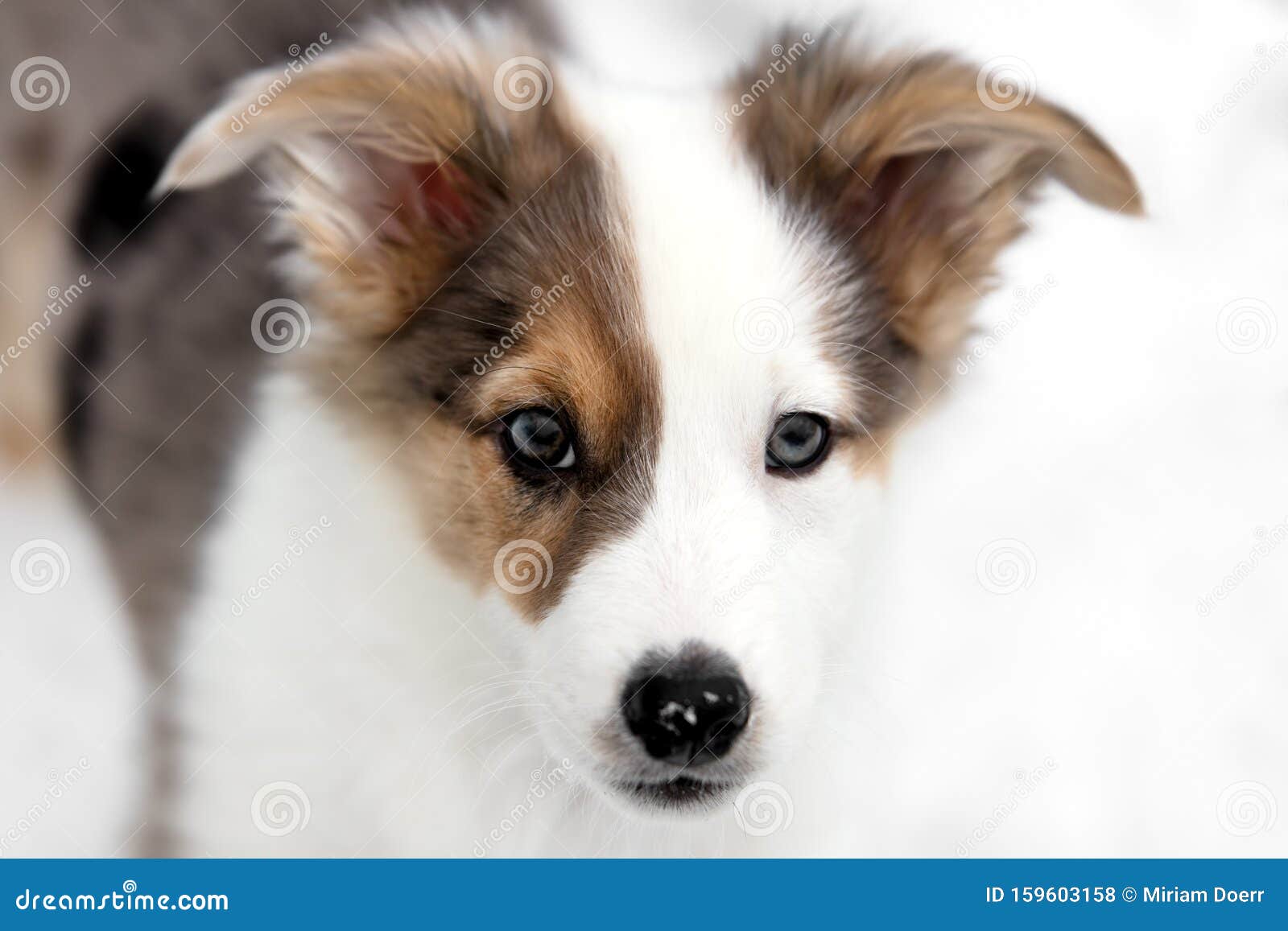 Portrait of a Patchy Colored Puppy, Australian Shepherd Mixedbreed Dog