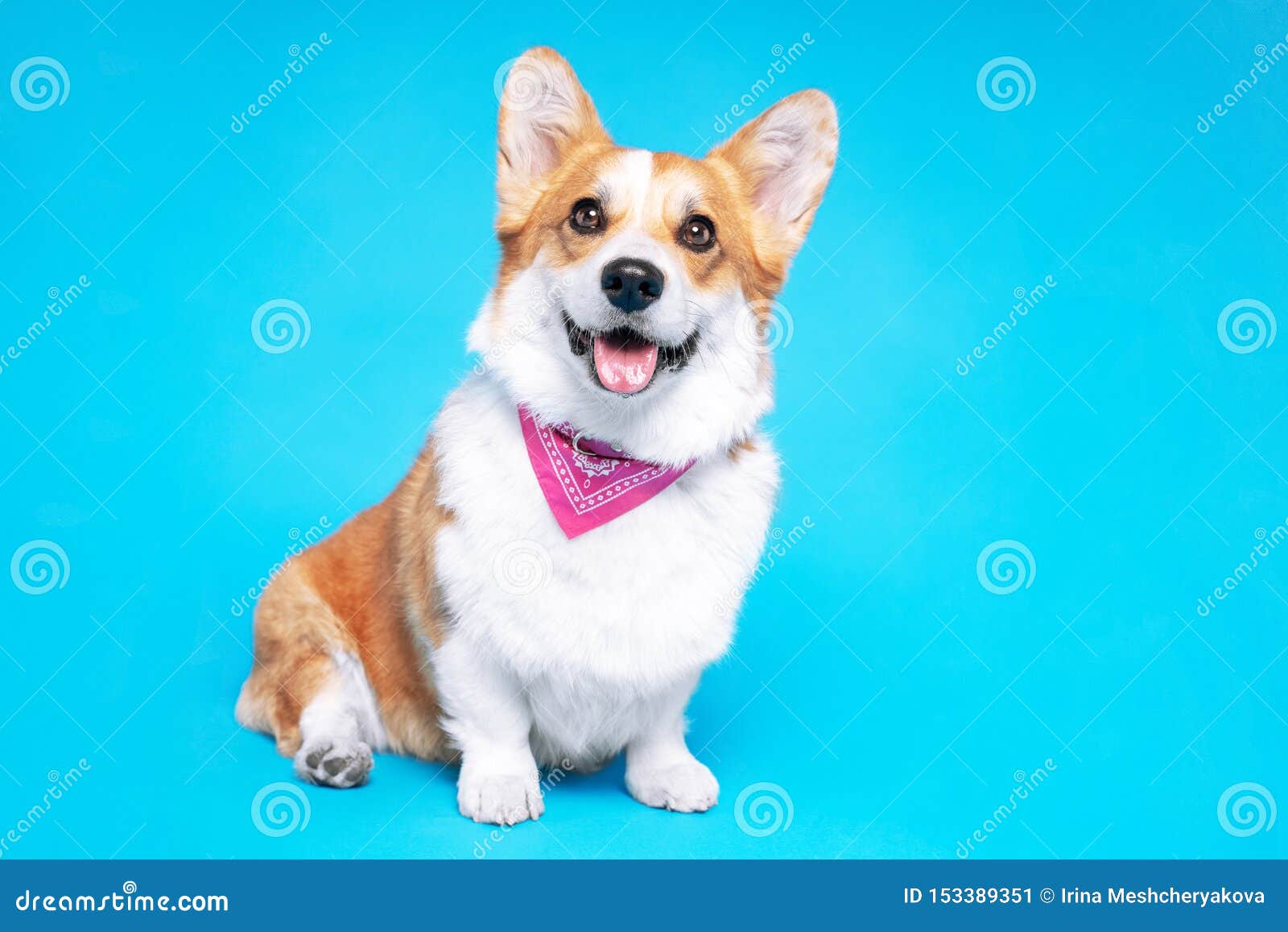 Profile Portrait Of Funny Welsh Corgi Pembroke Or Cardigan With