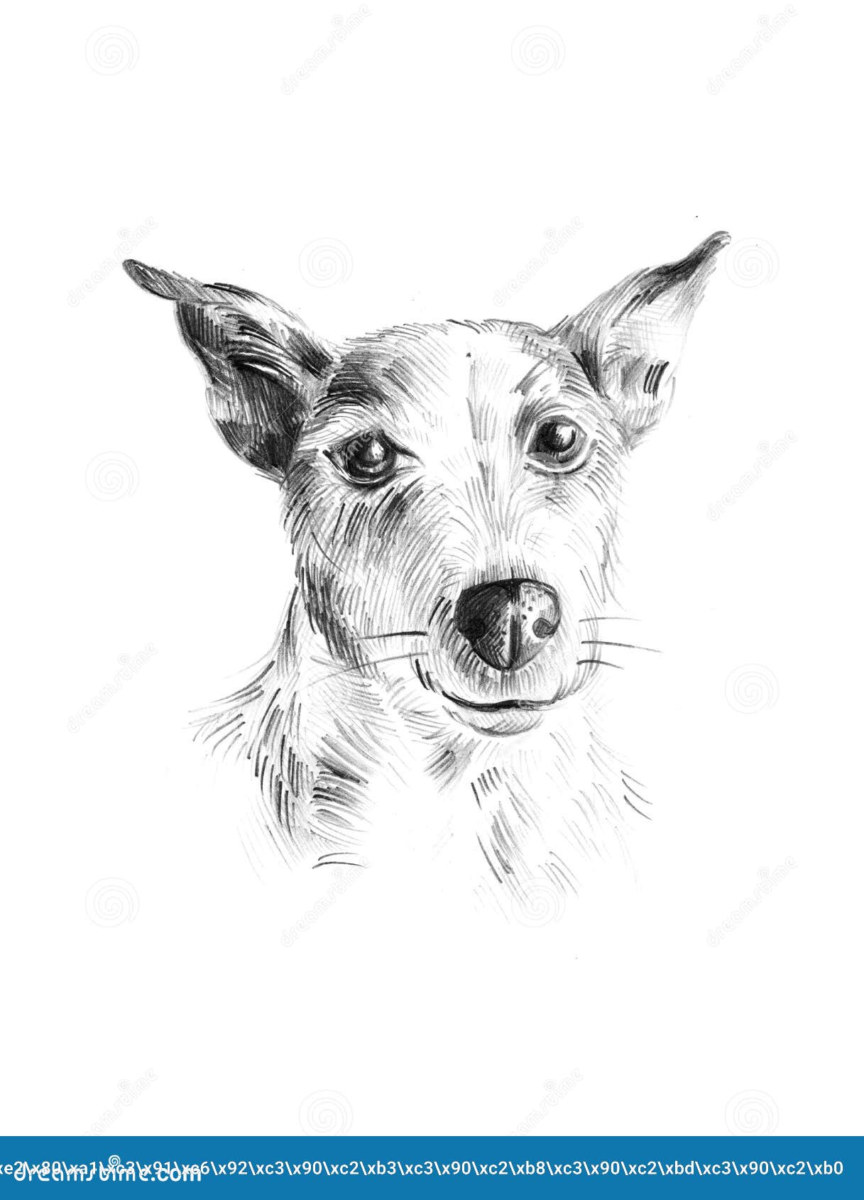 Portrait in Pencil. Dog Jack Russell Terrier Stock Illustration ...