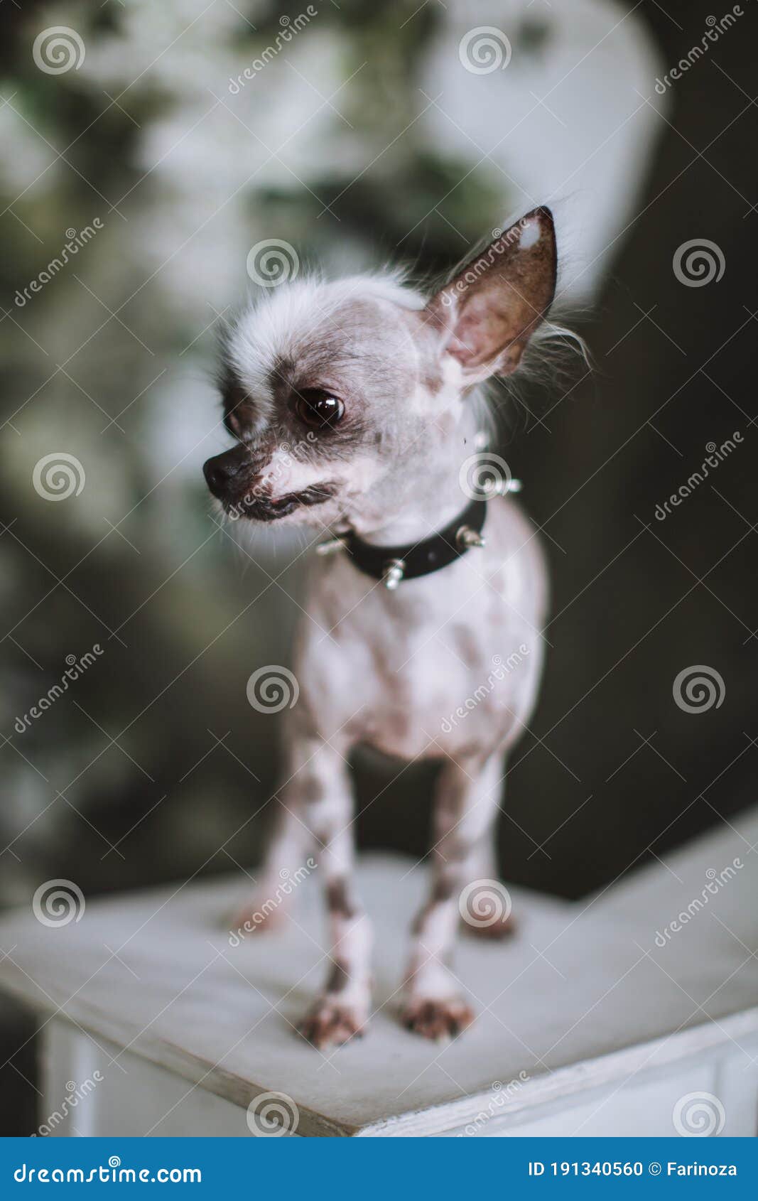 Portrait Of Peruvian Hairless And Chihuahua Mix Dog Stock Photo Image Of Curious Florescence
