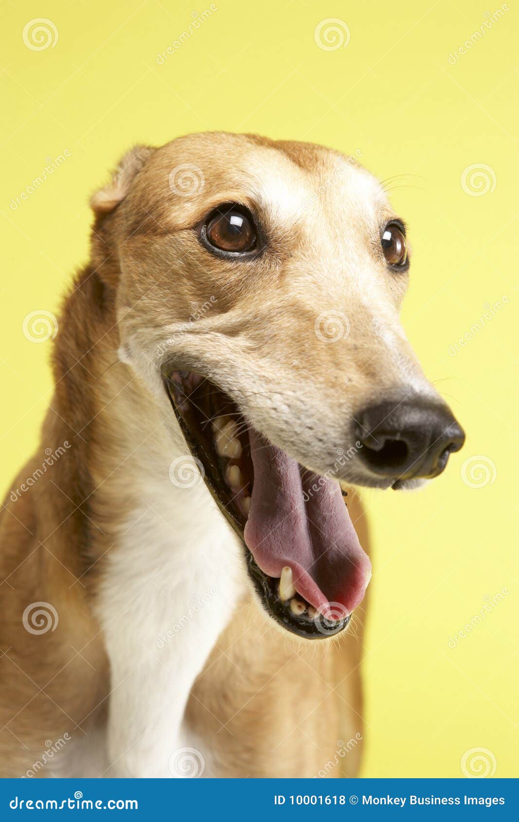 portrait of pet greyhound