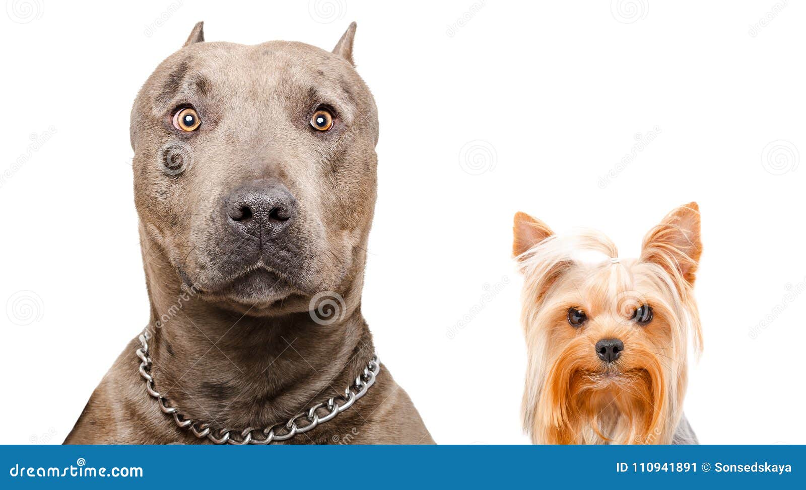 yorkshire terrier pitbull