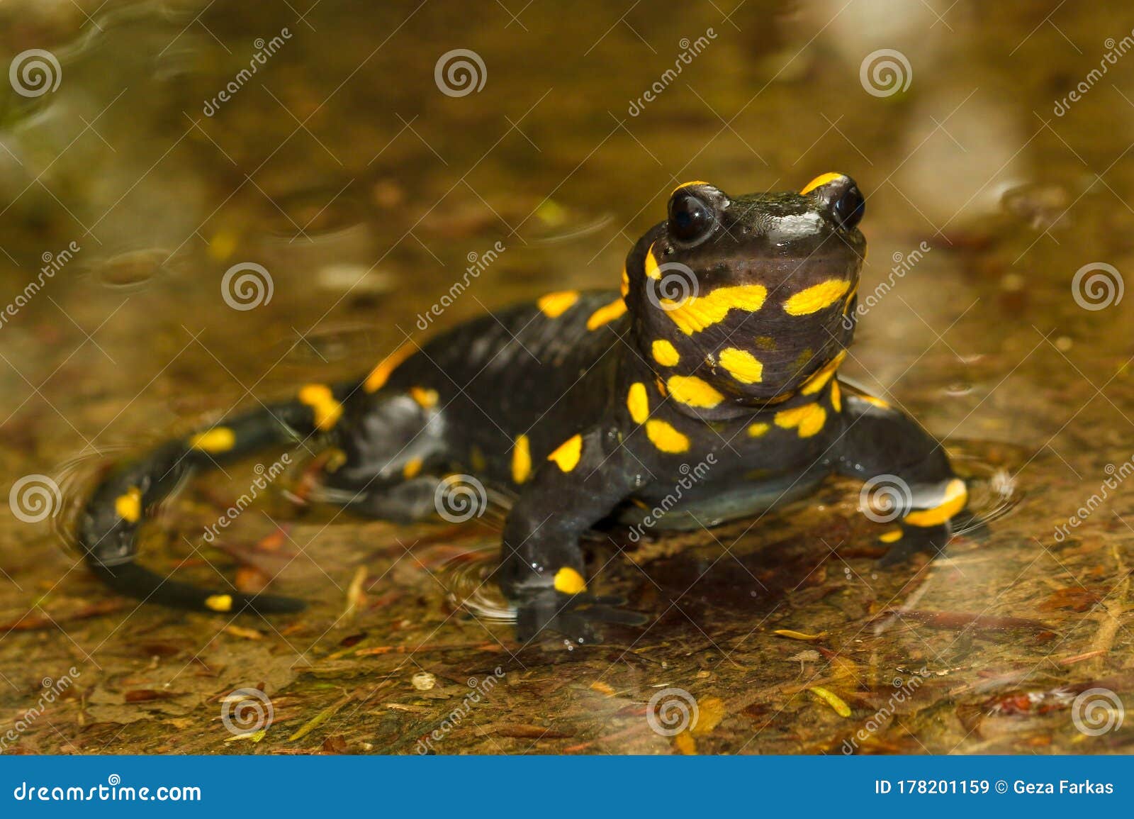 portrait of  fire salamander  salamandra salamandra