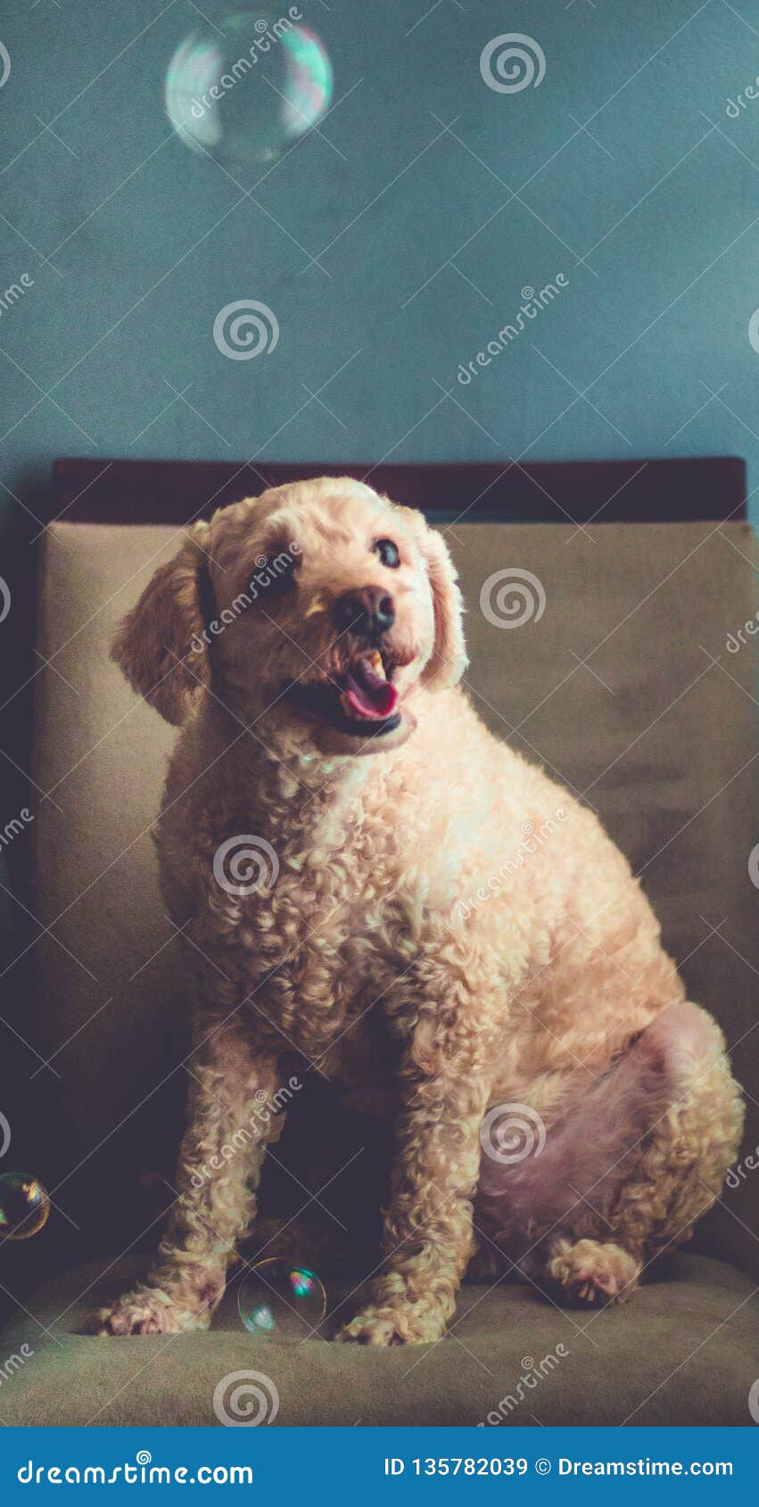 Portrait of Smiling Dog Around Soap Bubbles Stock Image Image of