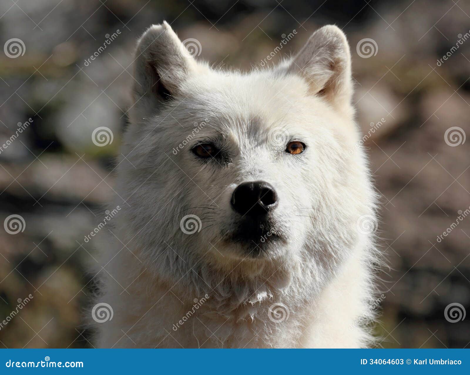 Portrait of power stock image. Image of wolf, animal - 34064603