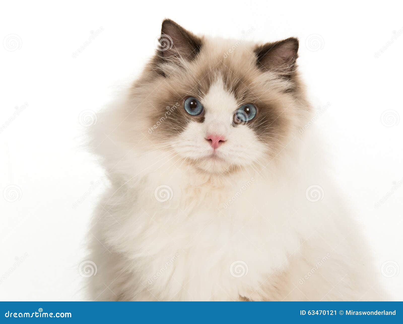 portrait of pretty rag doll cat