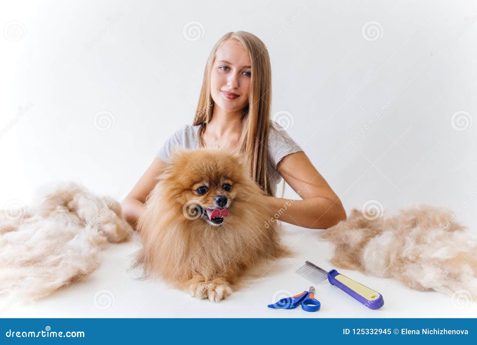 A Portrait Of A Professional Dog Hairdresser Grooming A Dog Stock